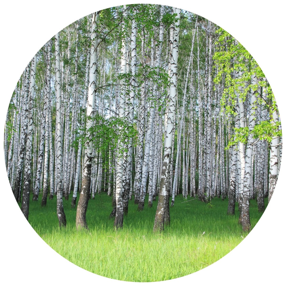 Runde Fototapete Birkenhain im Frühling M0005 - Bild 11 Runde Fototapete Birkenhain im Frühling M0005 - Bild 11