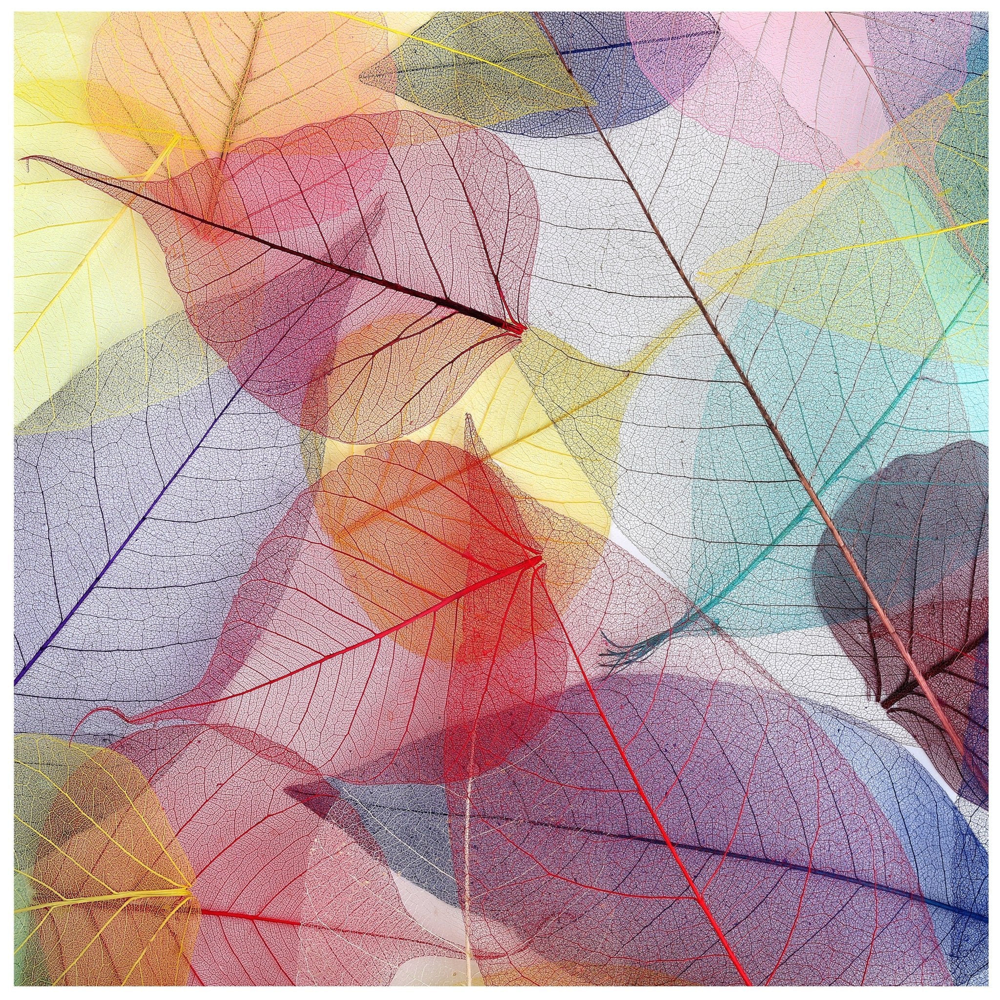 Quadratische Fototapete bunte Blätter M0016 - Bild 11 Quadratische Fototapete bunte Blätter M0016 - Bild 11