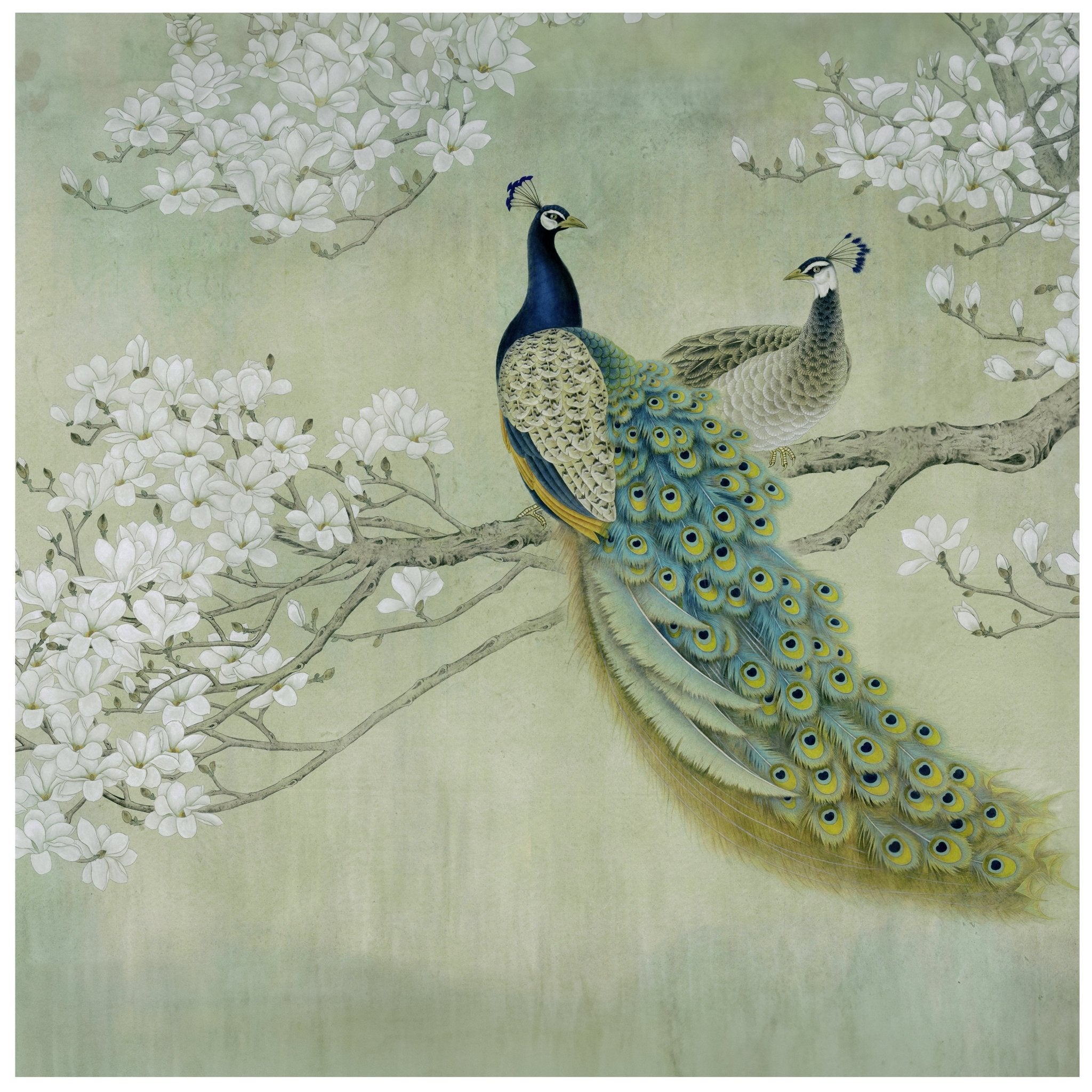 Quadratische Fototapete Pfaue auf blühendem Zweig M0022 - Bild 11 Quadratische Fototapete Pfaue auf blühendem Zweig M0022 - Bild 11