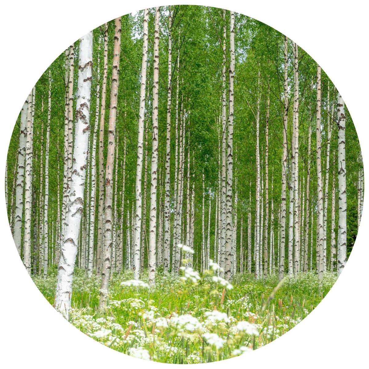 Runde Fototapete Birkenwald mit Blumenwiese M0024 - Bild 11 Runde Fototapete Birkenwald mit Blumenwiese M0024 - Bild 11
