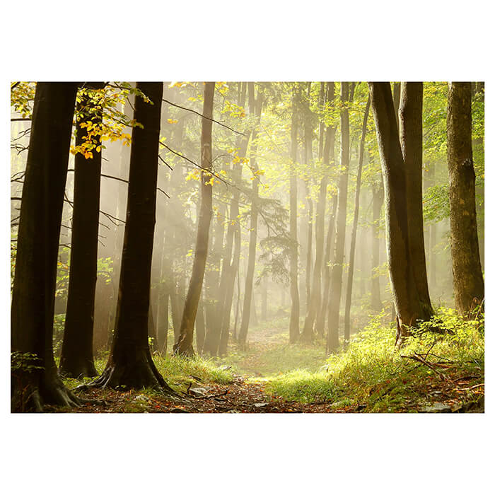 Fototapete Wald-Weg M0024 - Bild 2 Fototapete Wald-Weg M0024 - Bild 2