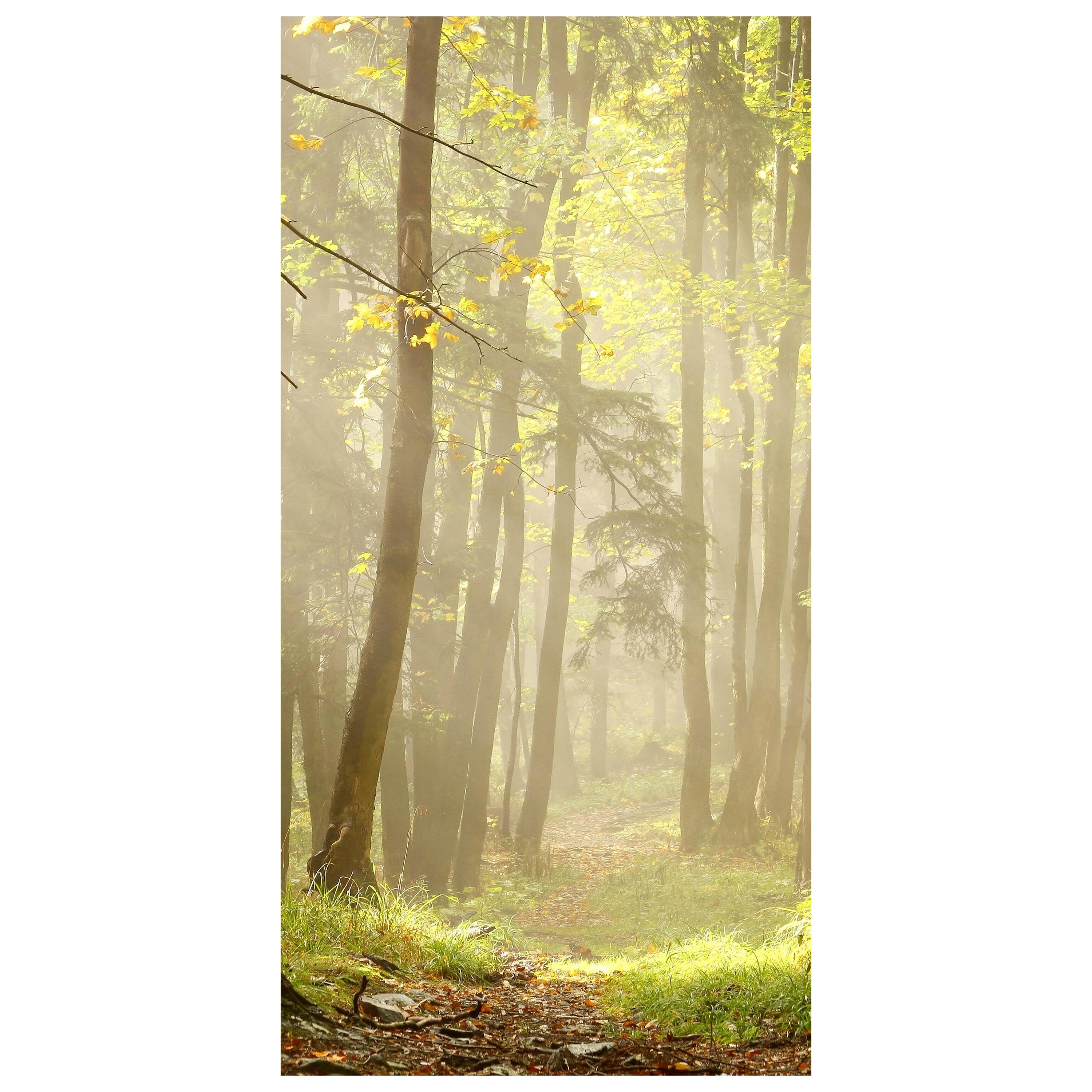 Türtapete Waldweg M0024 - Bild 2 Türtapete Waldweg M0024 - Bild 2