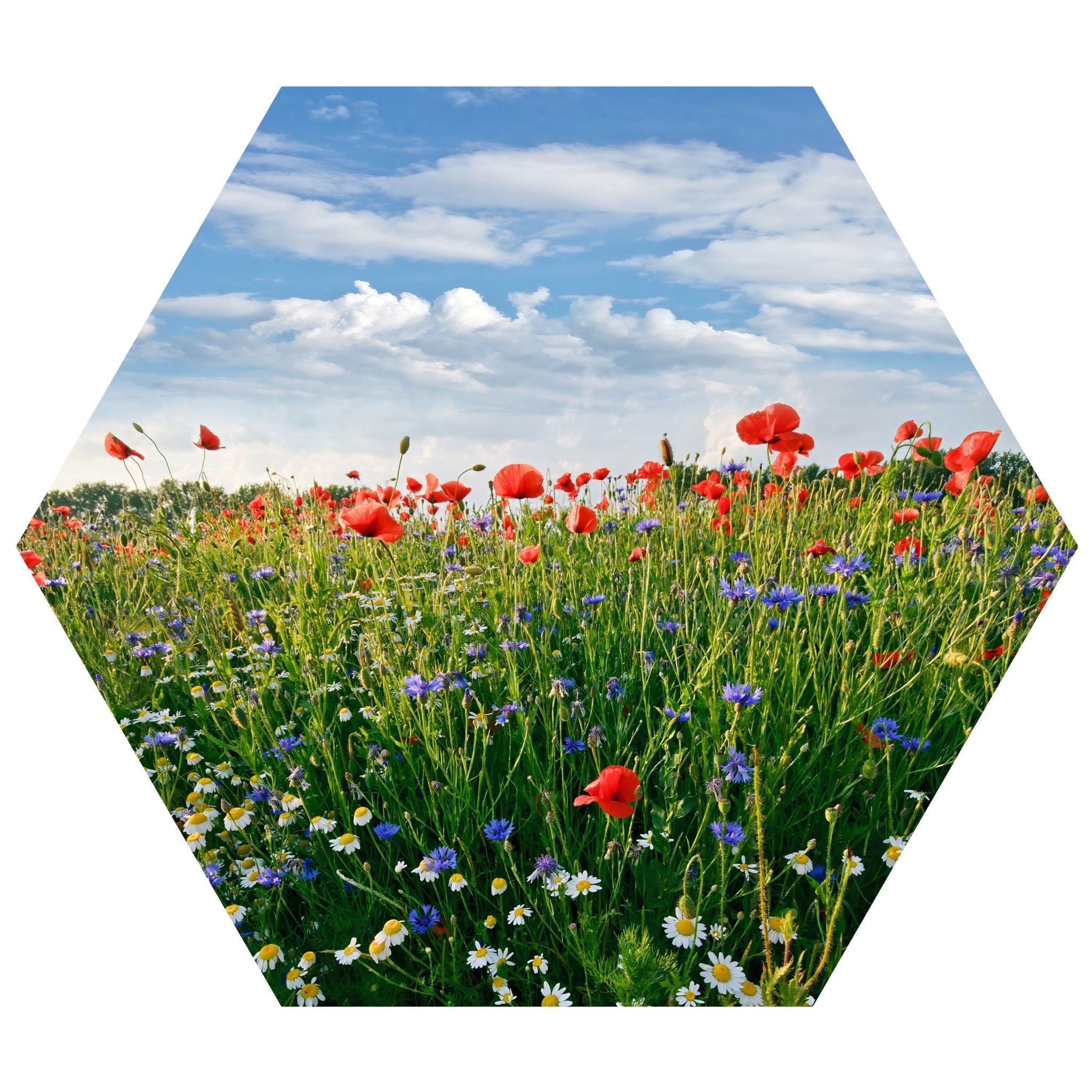 Hexagon-Fototapete Blumenwiese M0043 - Bild 11 Hexagon-Fototapete Blumenwiese M0043 - Bild 11