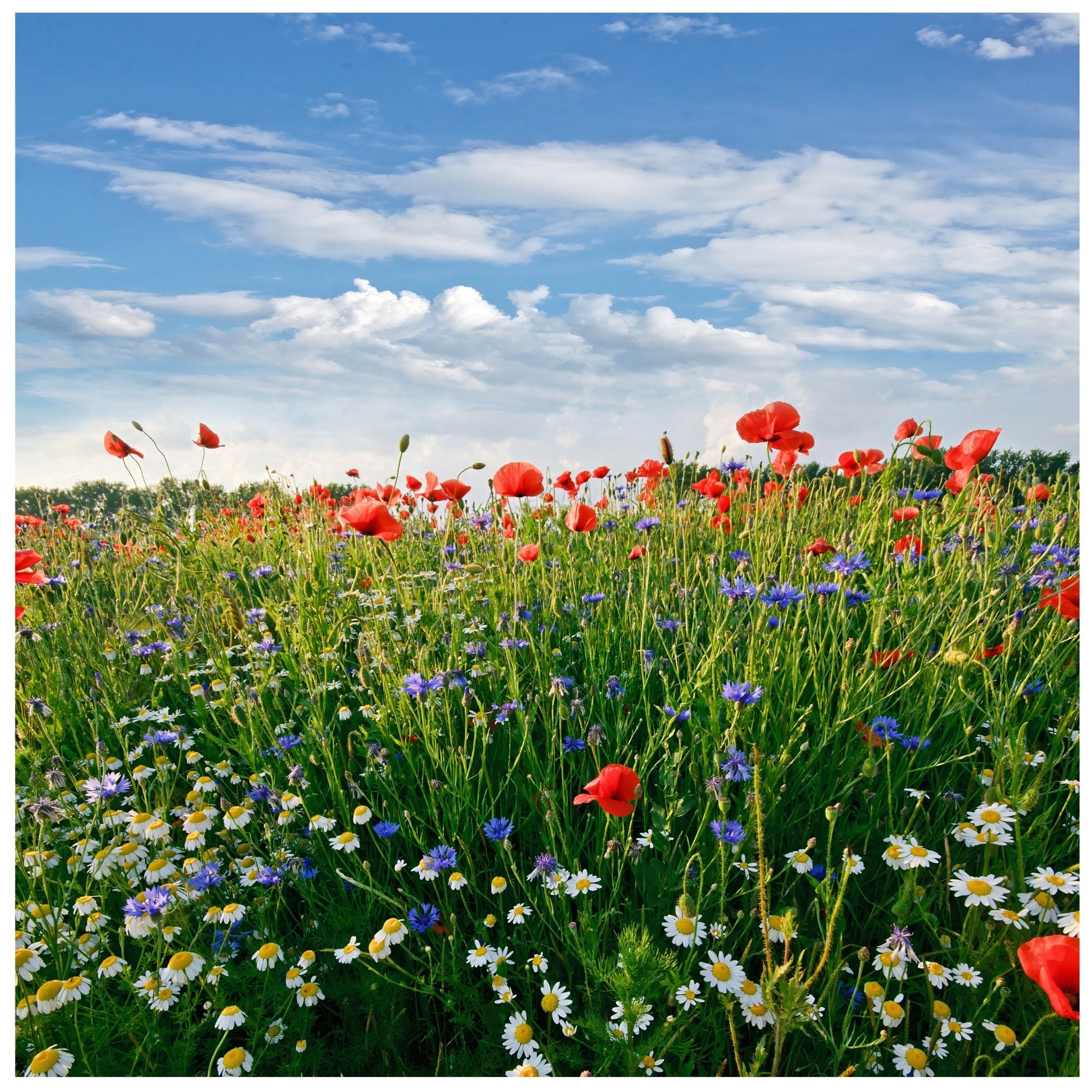 Quadratische Fototapete Blumenwiese M0043 - Bild 11 Quadratische Fototapete Blumenwiese M0043 - Bild 11