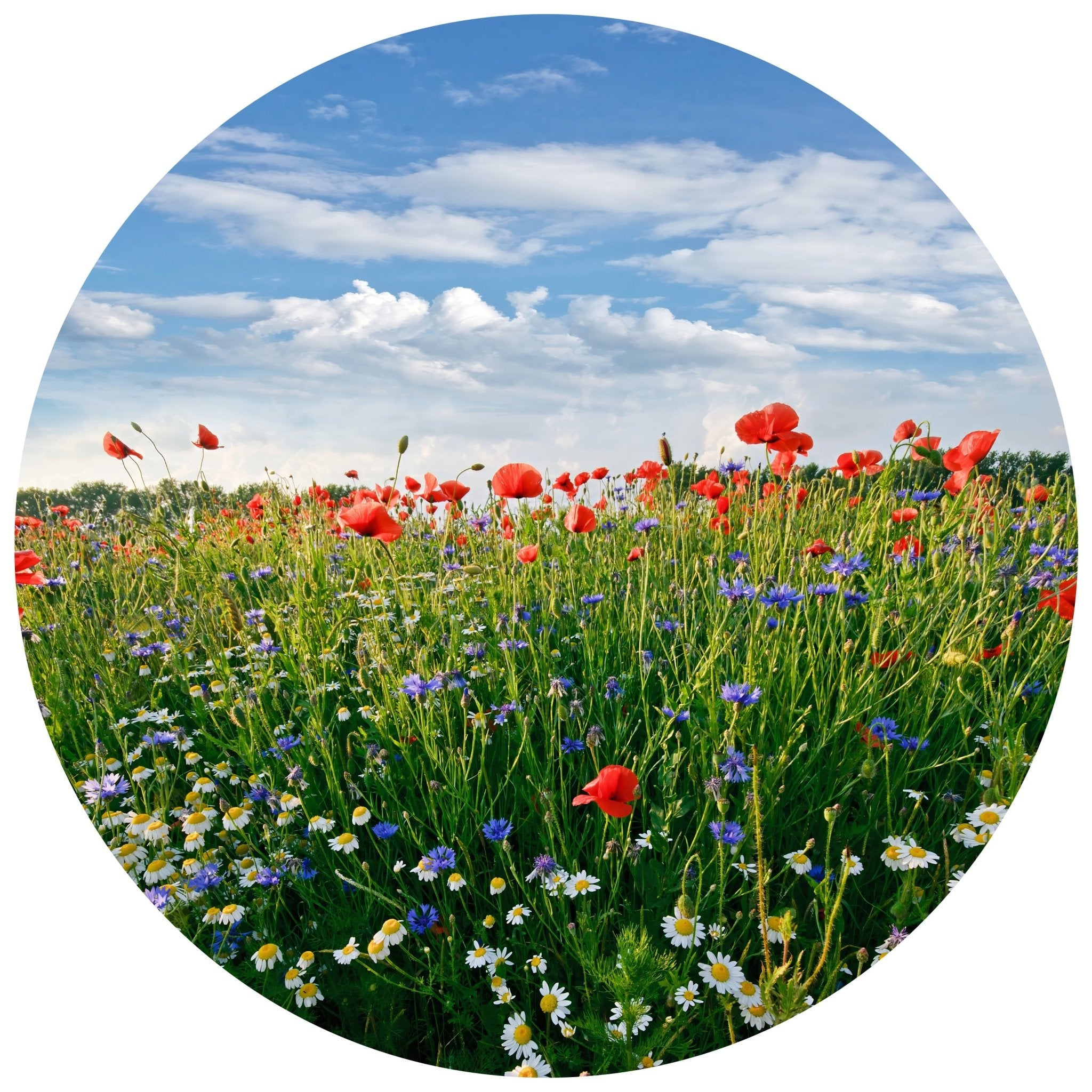 Runde Fototapete Blumenwiese M0043 - Bild 11 Runde Fototapete Blumenwiese M0043 - Bild 11