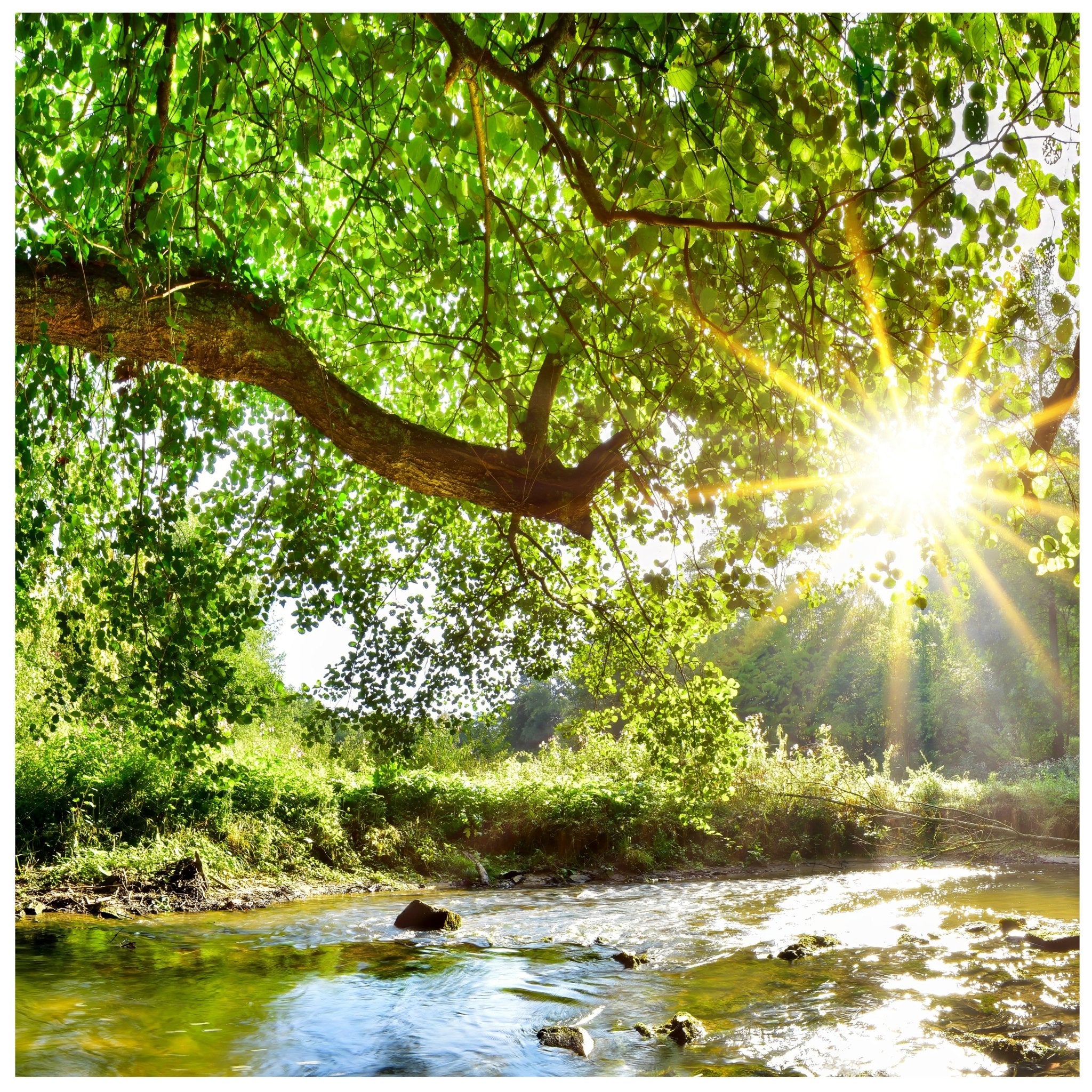 Quadratische Fototapete Wald mit Fluss M0061 - Bild 11 Quadratische Fototapete Wald mit Fluss M0061 - Bild 11