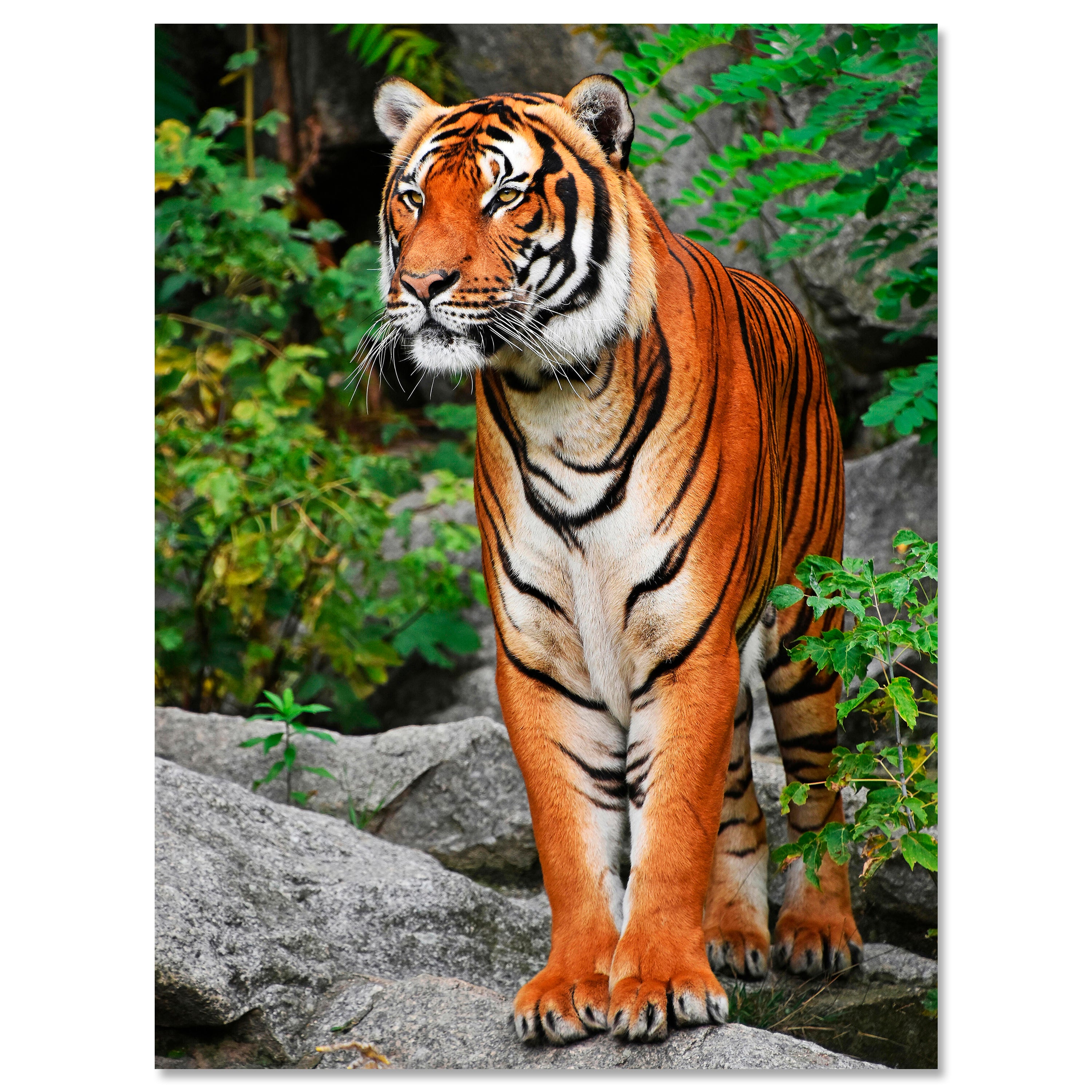 Leinwandbild Tiere, Hochformat, Tiger M0096 kaufen - Bild 1 Leinwandbild Tiere, Hochformat, Tiger M0096 kaufen - Bild 1