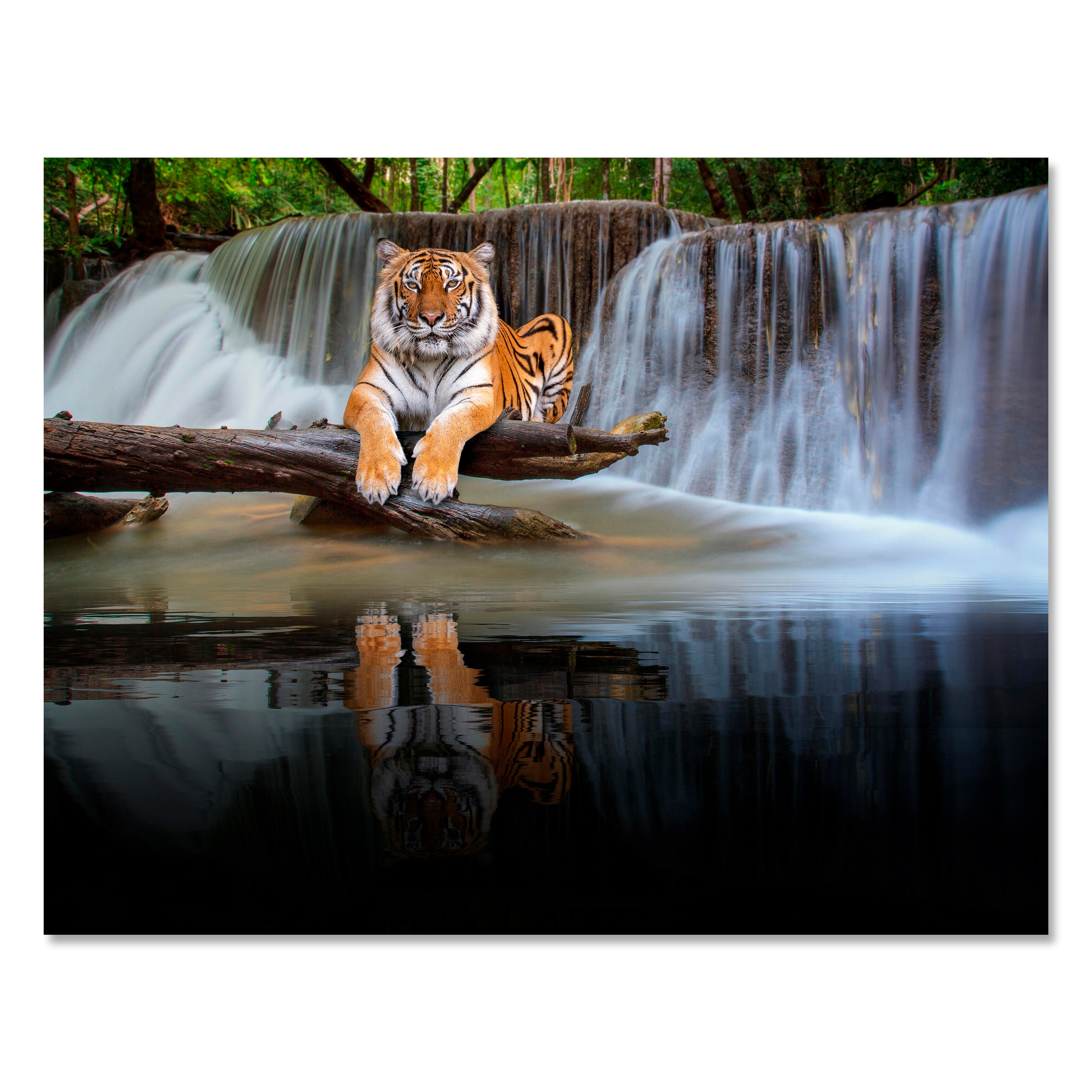 Leinwandbild Tiere, Querformat, Tiger am Wasserfall M0100 kaufen - Bild 1 Leinwandbild Tiere, Querformat, Tiger am Wasserfall M0100 kaufen - Bild 1