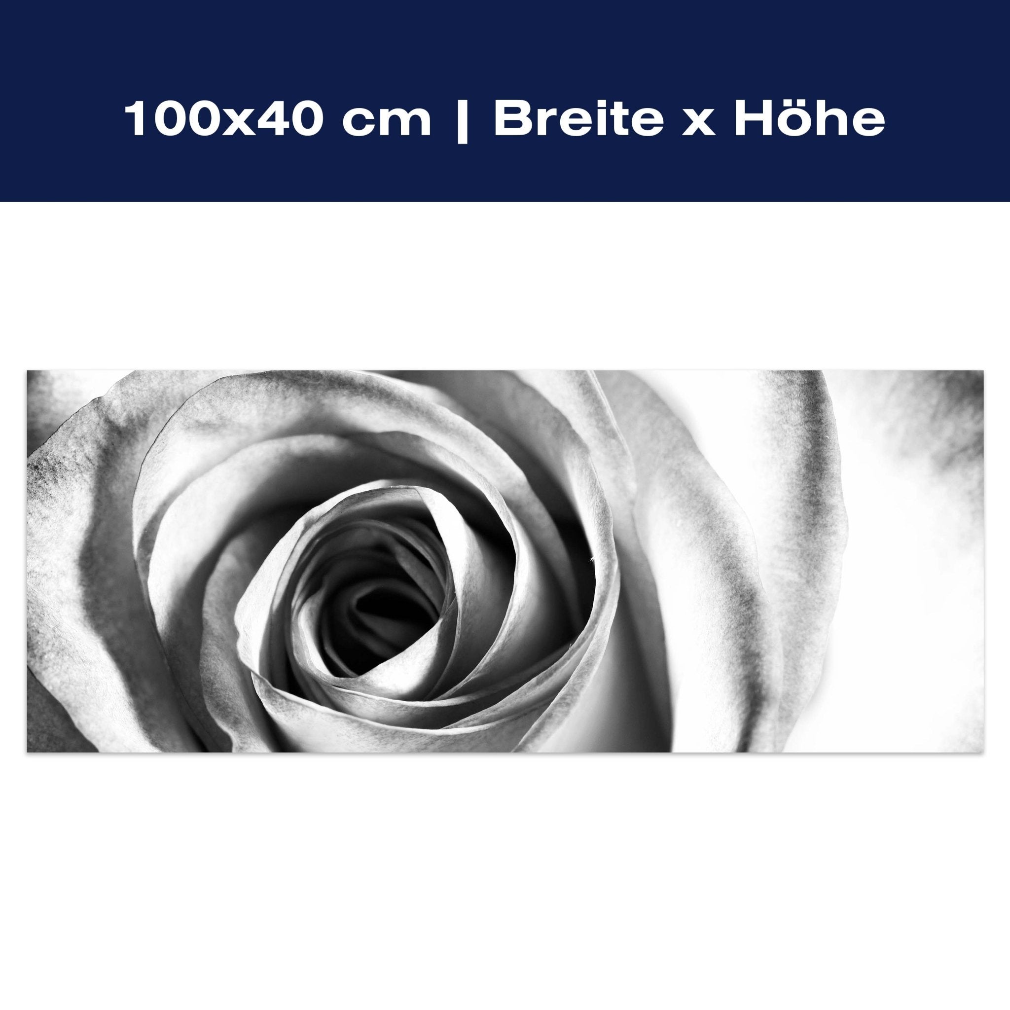 Leinwandbild weiße Rose Blüte M0233 Leinwandbild weiße Rose Blüte M0233