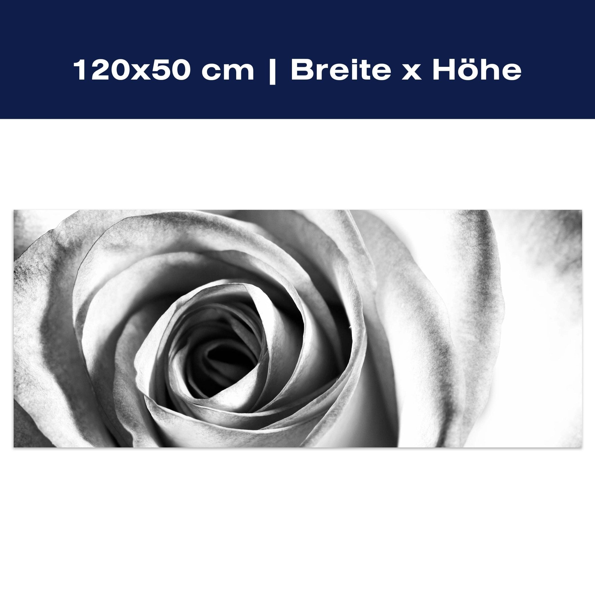 Leinwandbild weiße Rose Blüte M0233 Leinwandbild weiße Rose Blüte M0233
