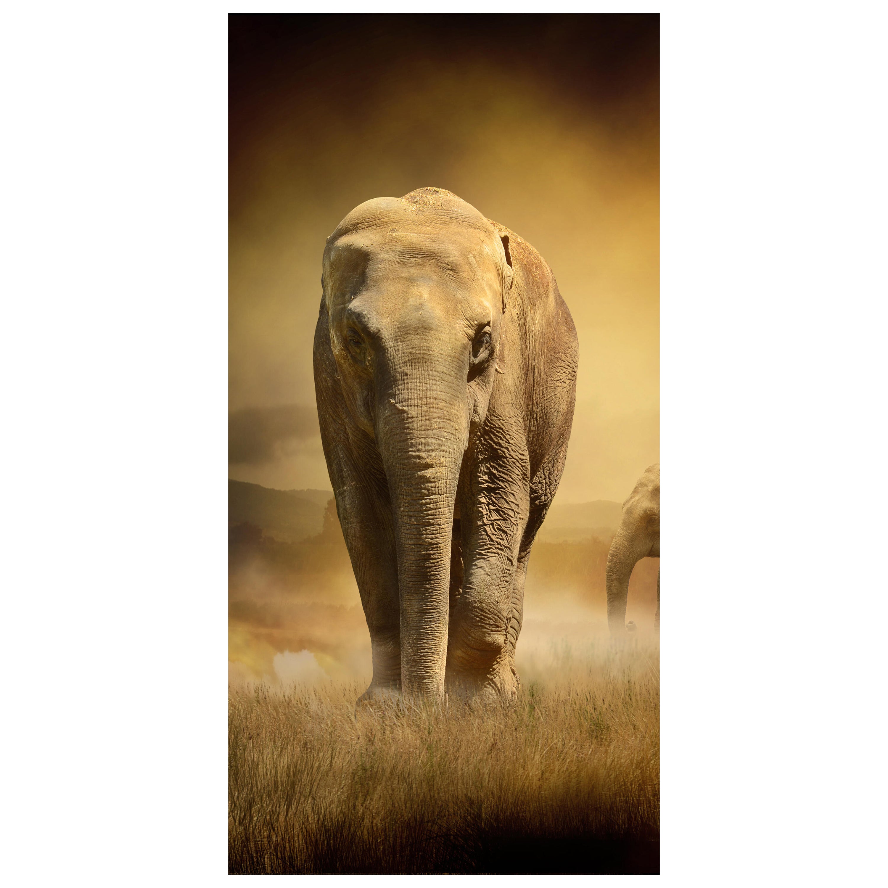 Türtapete Steppenelefant Afrika M0246 - Bild 2 Türtapete Steppenelefant Afrika M0246 - Bild 2