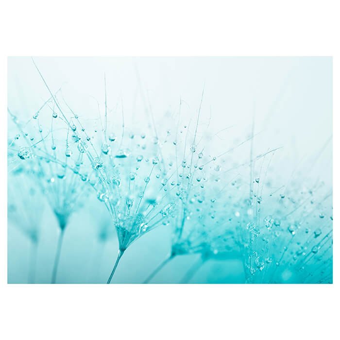 Fototapete Pusteblume Türkis M0347 - Bild 2 Fototapete Pusteblume Türkis M0347 - Bild 2
