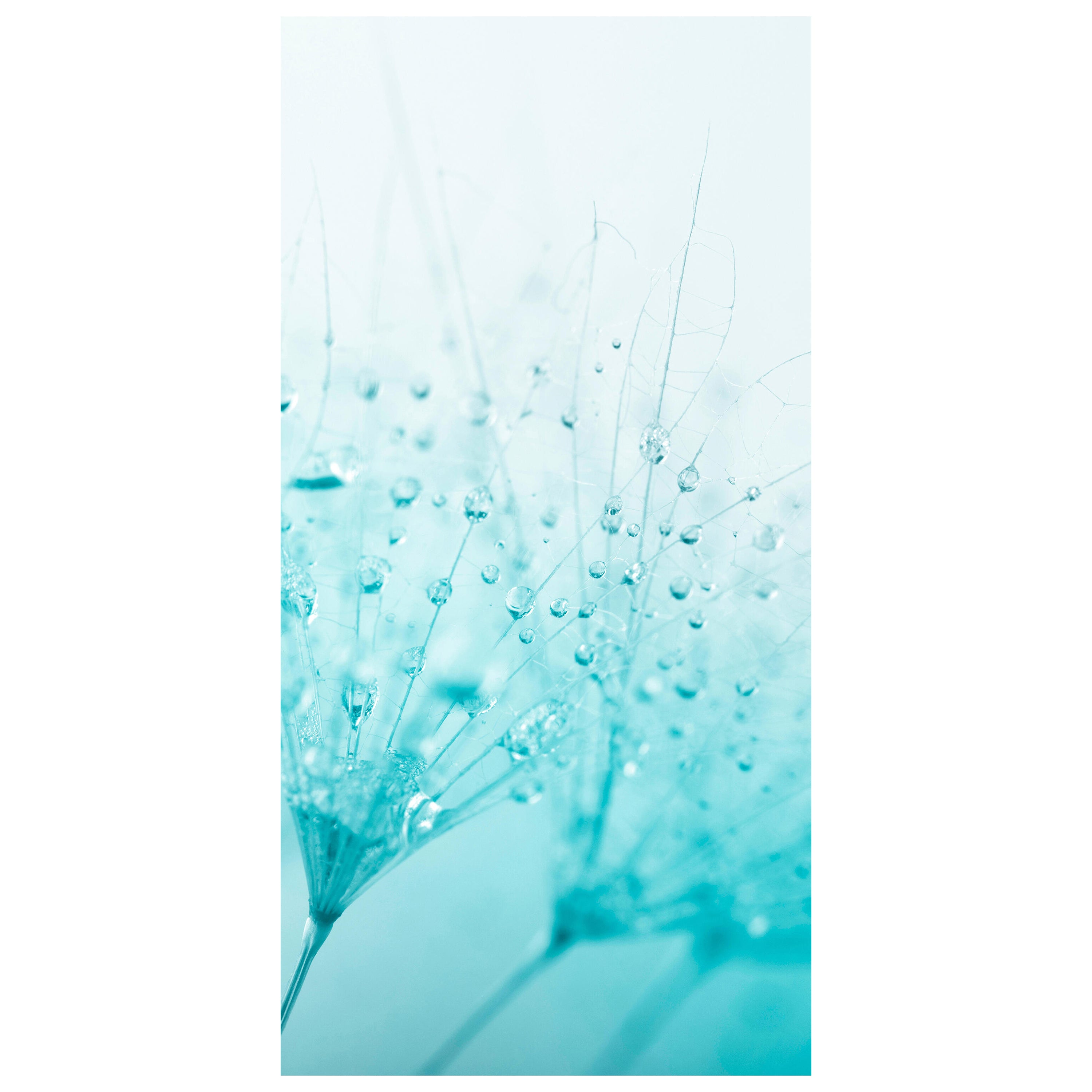 Türtapete Pusteblume Türkis M0347 - Bild 2 Türtapete Pusteblume Türkis M0347 - Bild 2