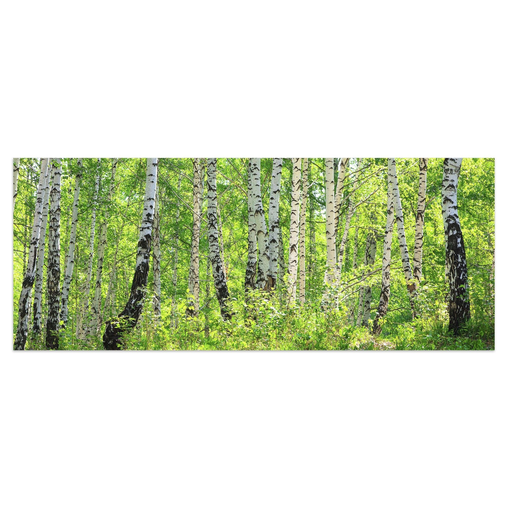 Leinwandbild Birkenwald M0363 kaufen - Bild 1 Leinwandbild Birkenwald M0363 kaufen - Bild 1