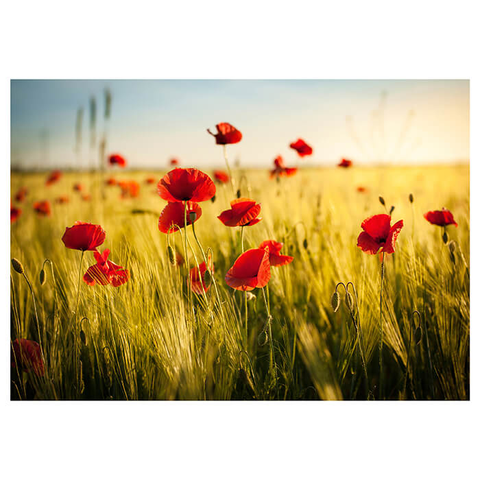 Fototapete Kornfeld mit Mohnblumen M0398 - Bild 2 Fototapete Kornfeld mit Mohnblumen M0398 - Bild 2