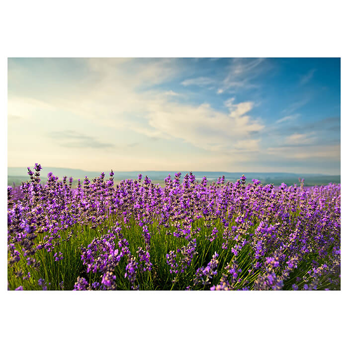 Fototapete Lavendel M0411 - Bild 2 Fototapete Lavendel M0411 - Bild 2