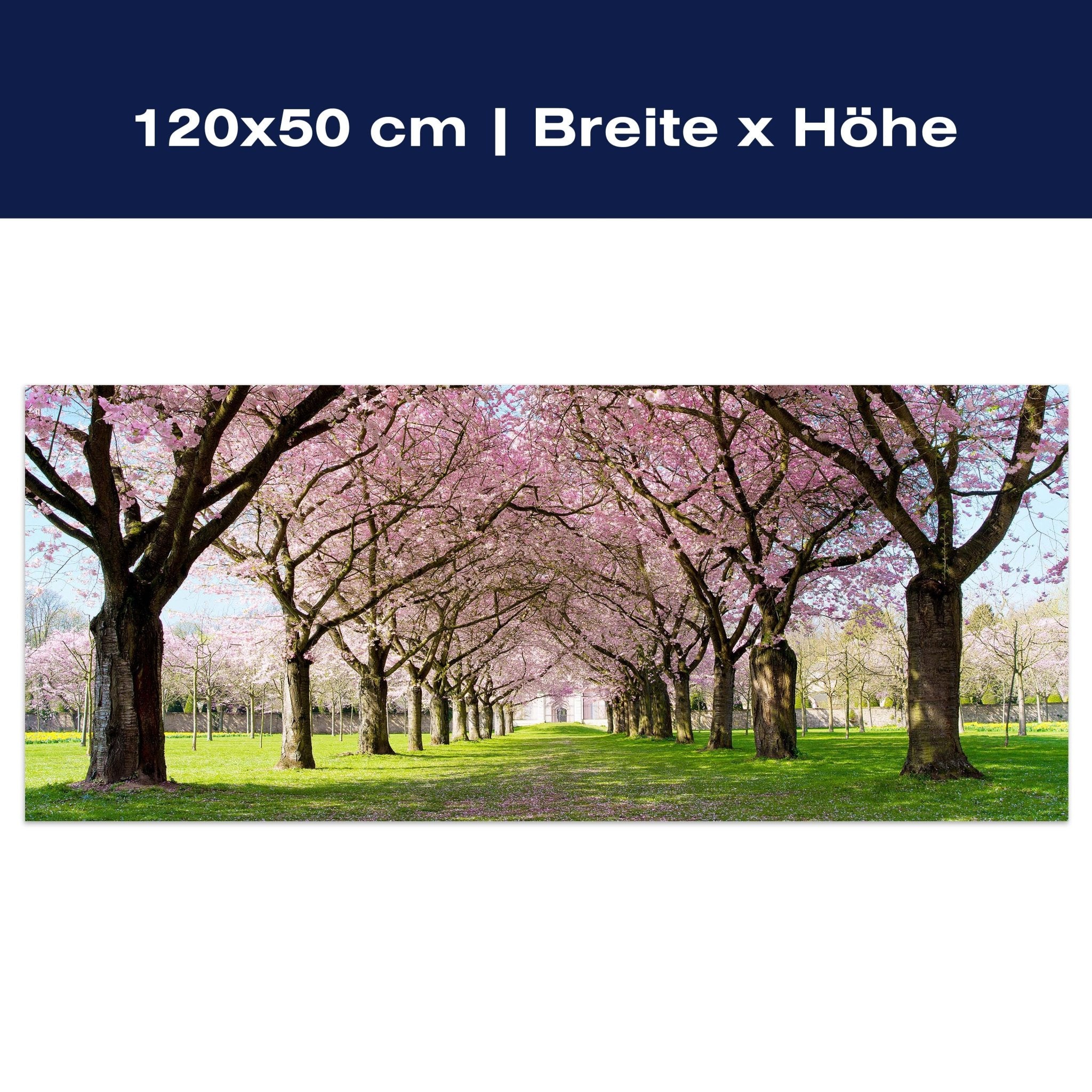 Leinwandbild Kirschbaumallee M0412 Leinwandbild Kirschbaumallee M0412