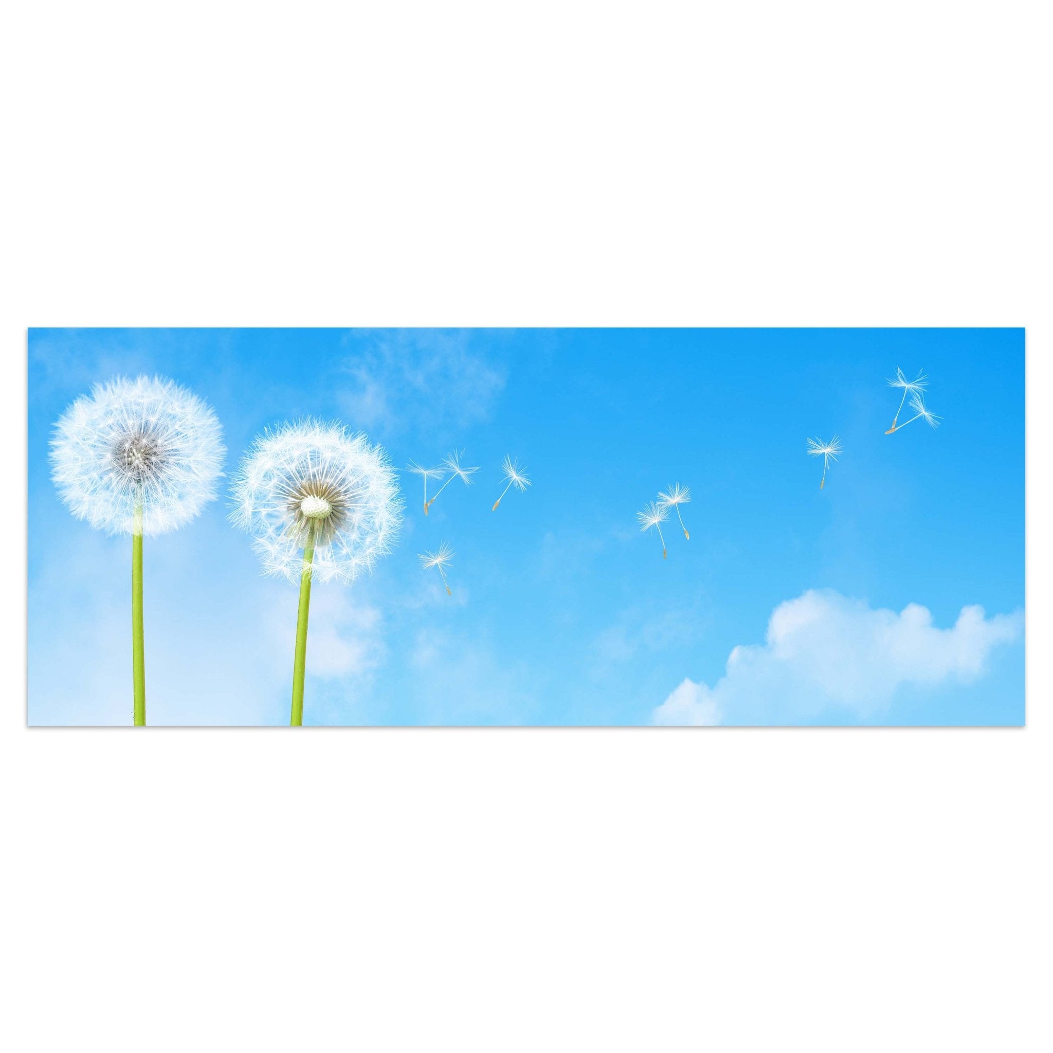 Leinwandbild Pusteblumen M0416 kaufen - Bild 1 Leinwandbild Pusteblumen M0416 kaufen - Bild 1