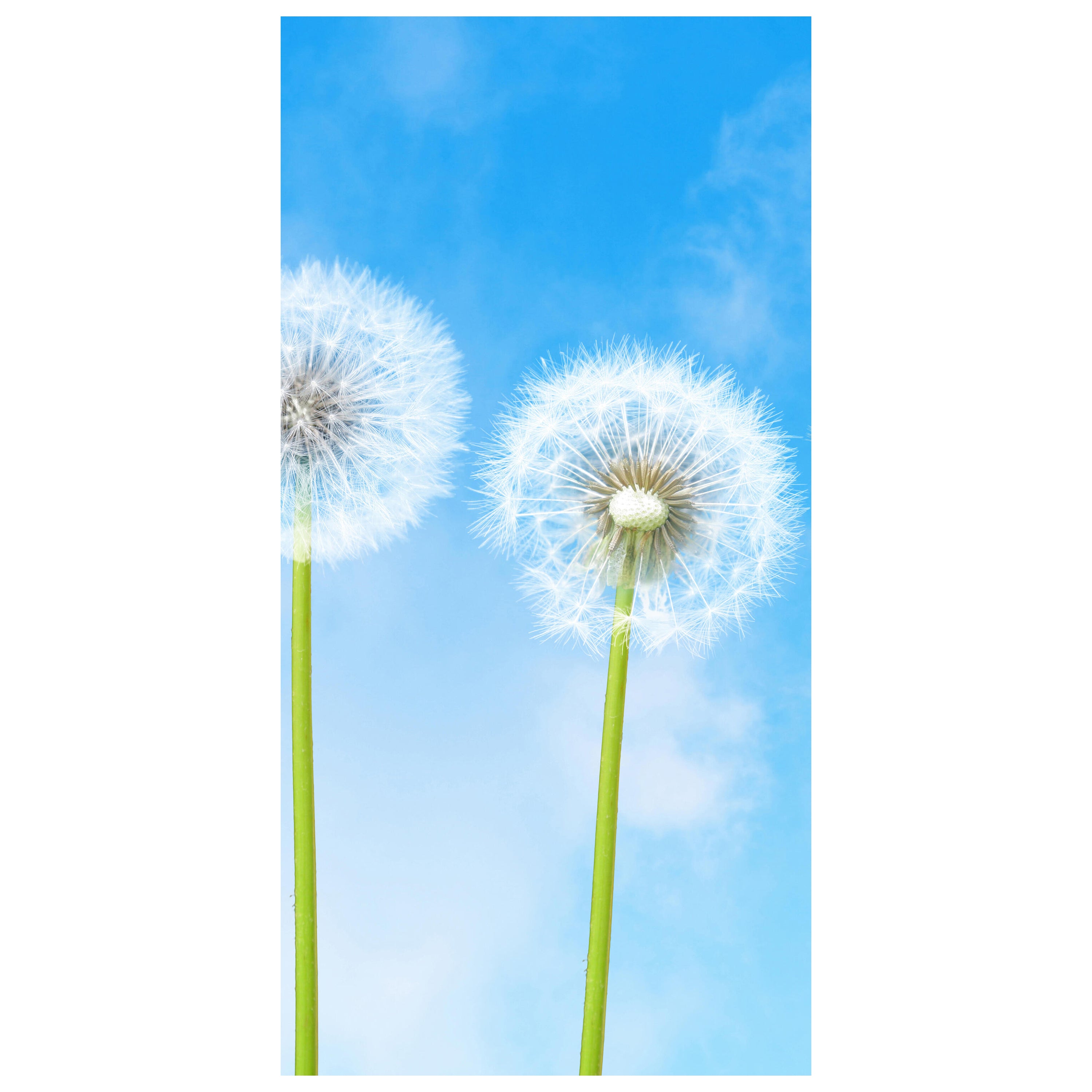 Türtapete Pusteblumen M0416 - Bild 2 Türtapete Pusteblumen M0416 - Bild 2