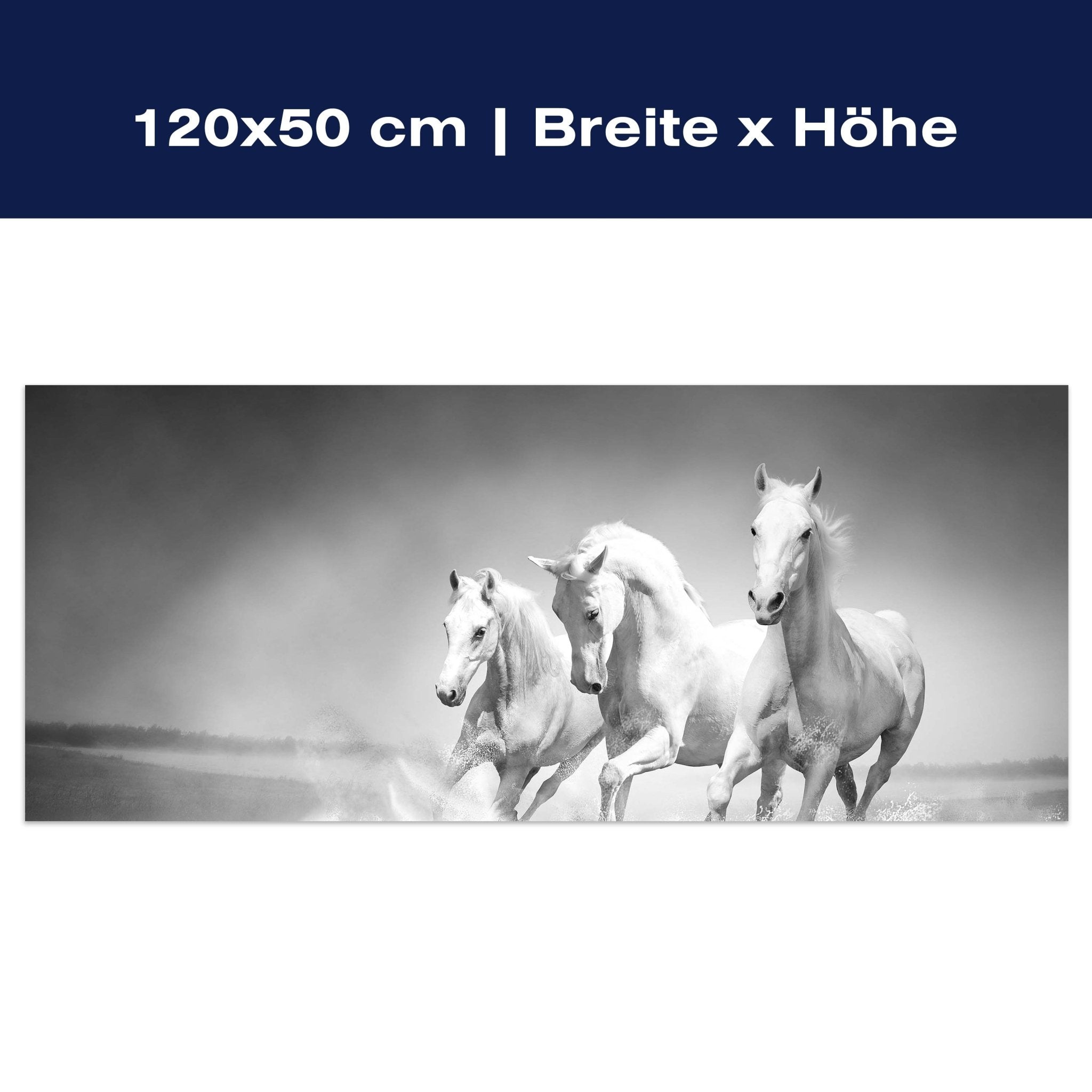 Leinwandbild weiße Traumpferde M0489 Leinwandbild weiße Traumpferde M0489