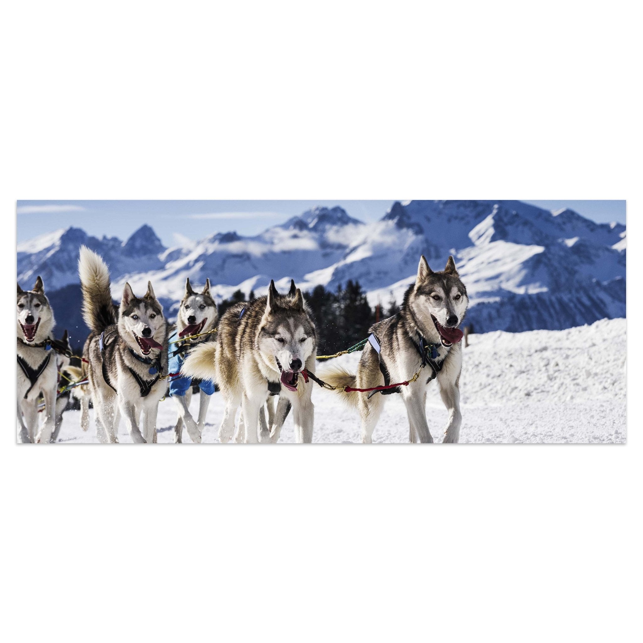Leinwandbild Schlittenhunde in Speed Racing M0559 kaufen - Bild 1 Leinwandbild Schlittenhunde in Speed Racing M0559 kaufen - Bild 1