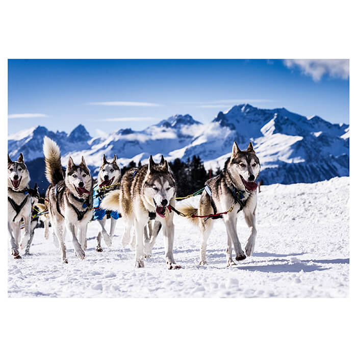Fototapete Schlittenhunde in Speed Racing M0559 - Bild 2 Fototapete Schlittenhunde in Speed Racing M0559 - Bild 2