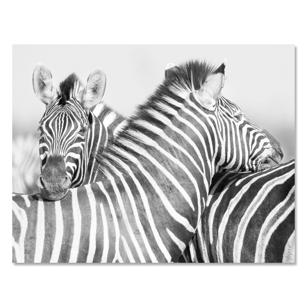 Leinwandbild Schwarz-Weiß, Zebra M0562 kaufen - Bild 1 Leinwandbild Schwarz-Weiß, Zebra M0562 kaufen - Bild 1