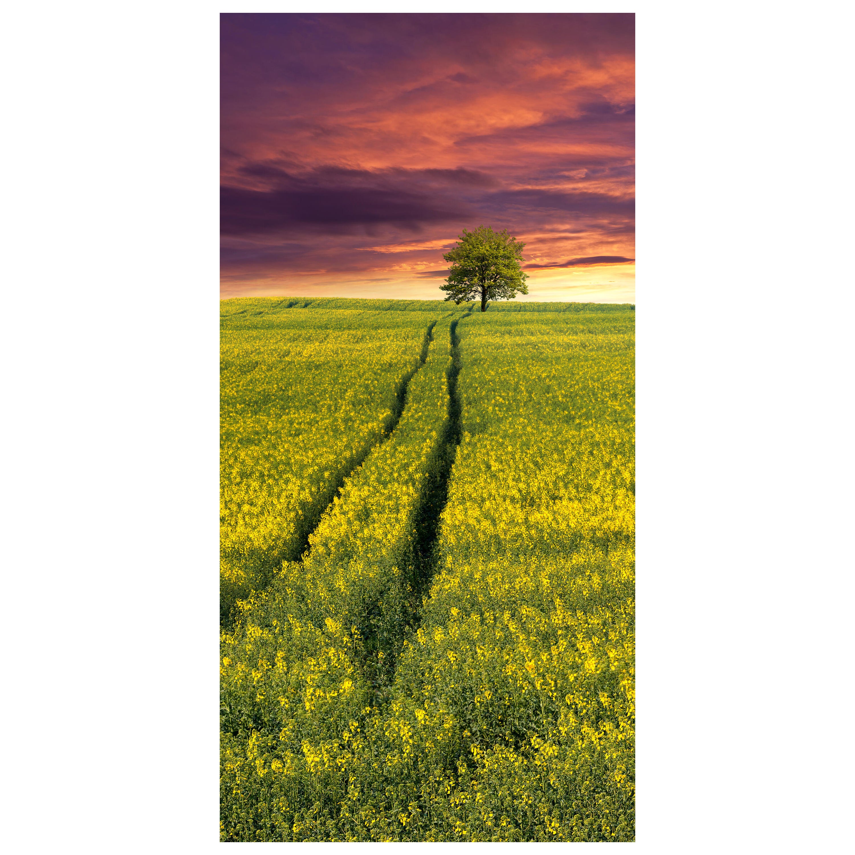 Türtapete Landschaft mit einem Feld von gelben Blumen M0874 - Bild 2 Türtapete Landschaft mit einem Feld von gelben Blumen M0874 - Bild 2