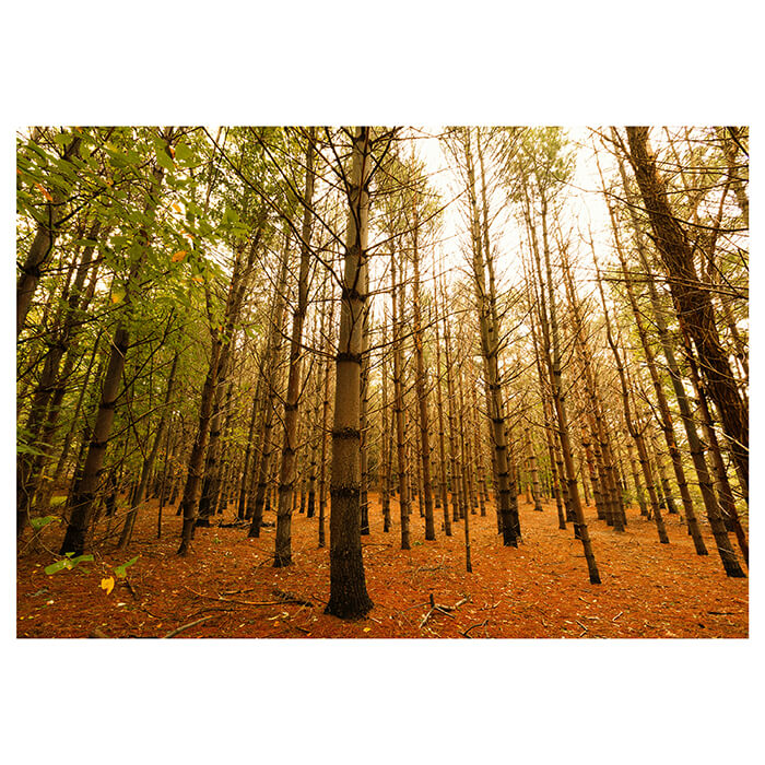 Fototapete Bunte Herbstlandschaft M0921 - Bild 2 Fototapete Bunte Herbstlandschaft M0921 - Bild 2