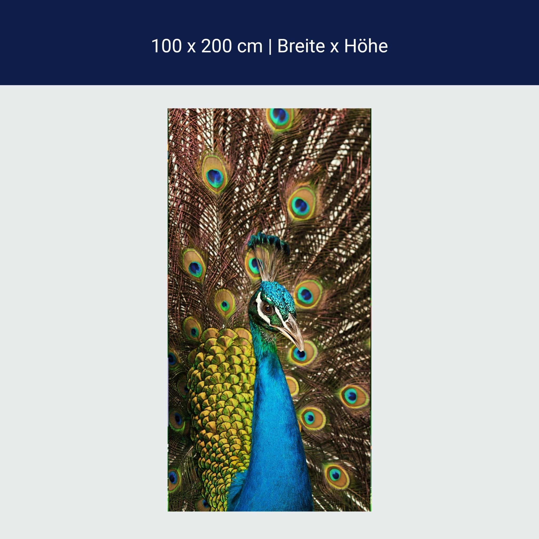 Türtapete schöner Pfau M1005 Türtapete schöner Pfau M1005