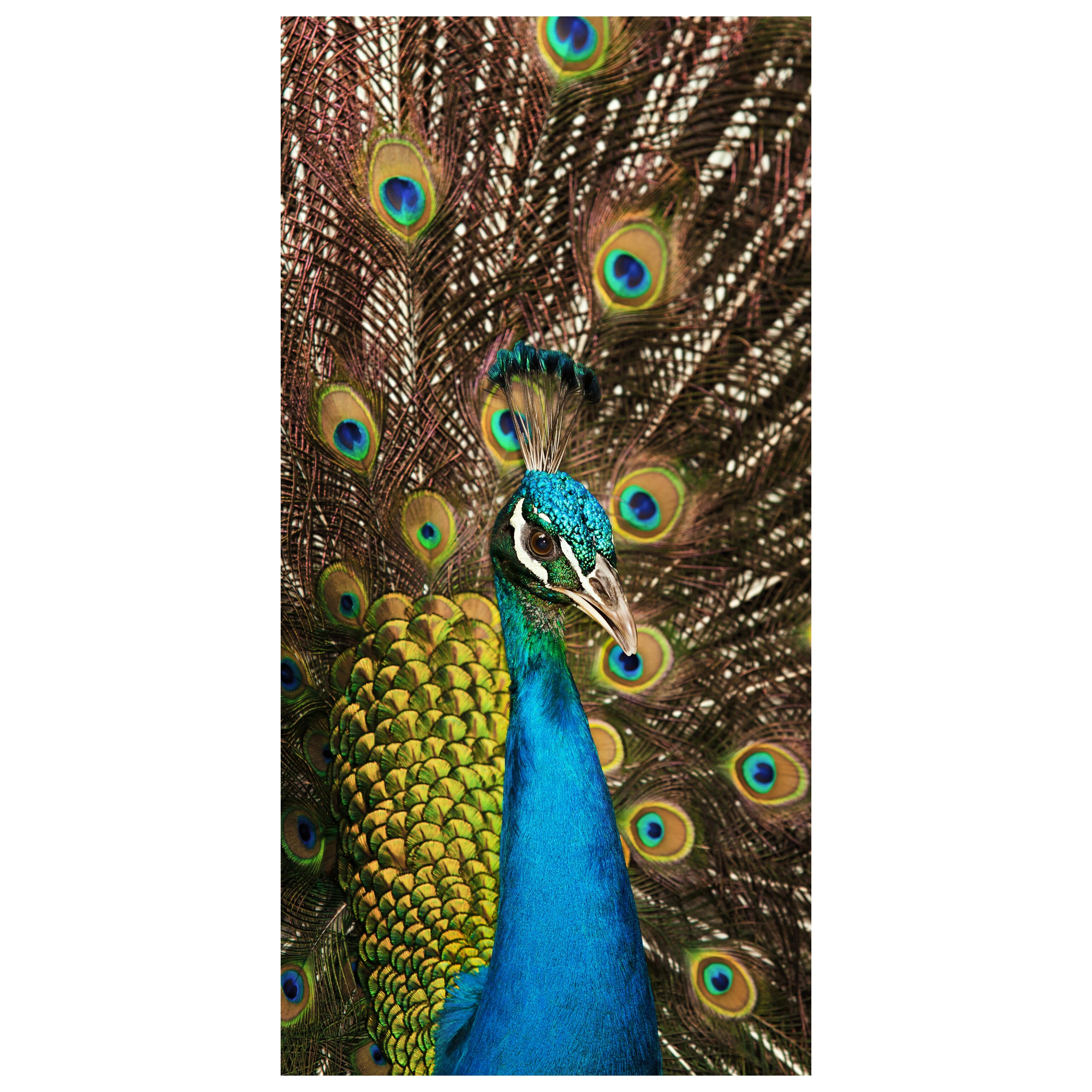 Türtapete schöner Pfau M1005 - Bild 2 Türtapete schöner Pfau M1005 - Bild 2