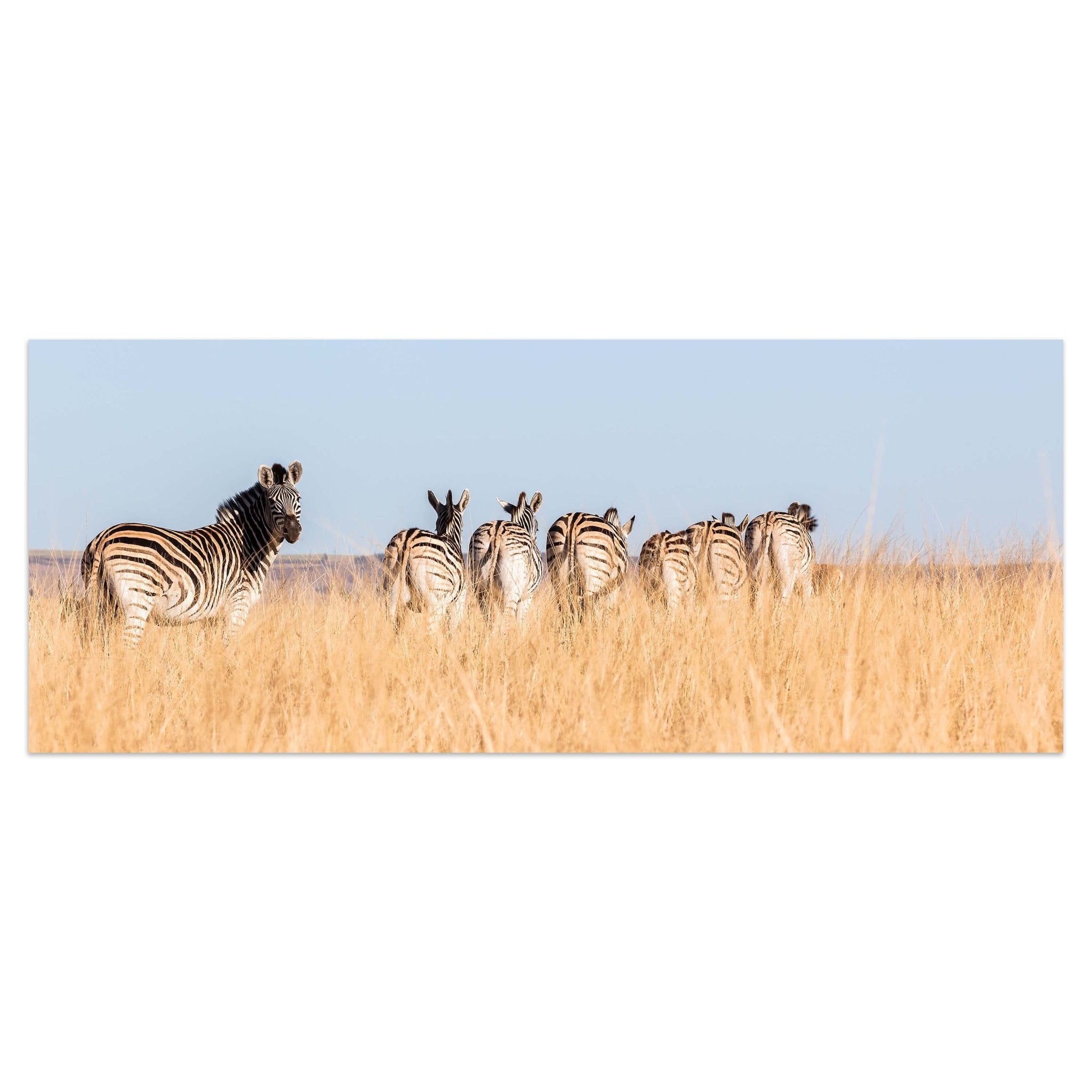 Leinwandbild Manada de cebras M1007 kaufen - Bild 1 Leinwandbild Manada de cebras M1007 kaufen - Bild 1
