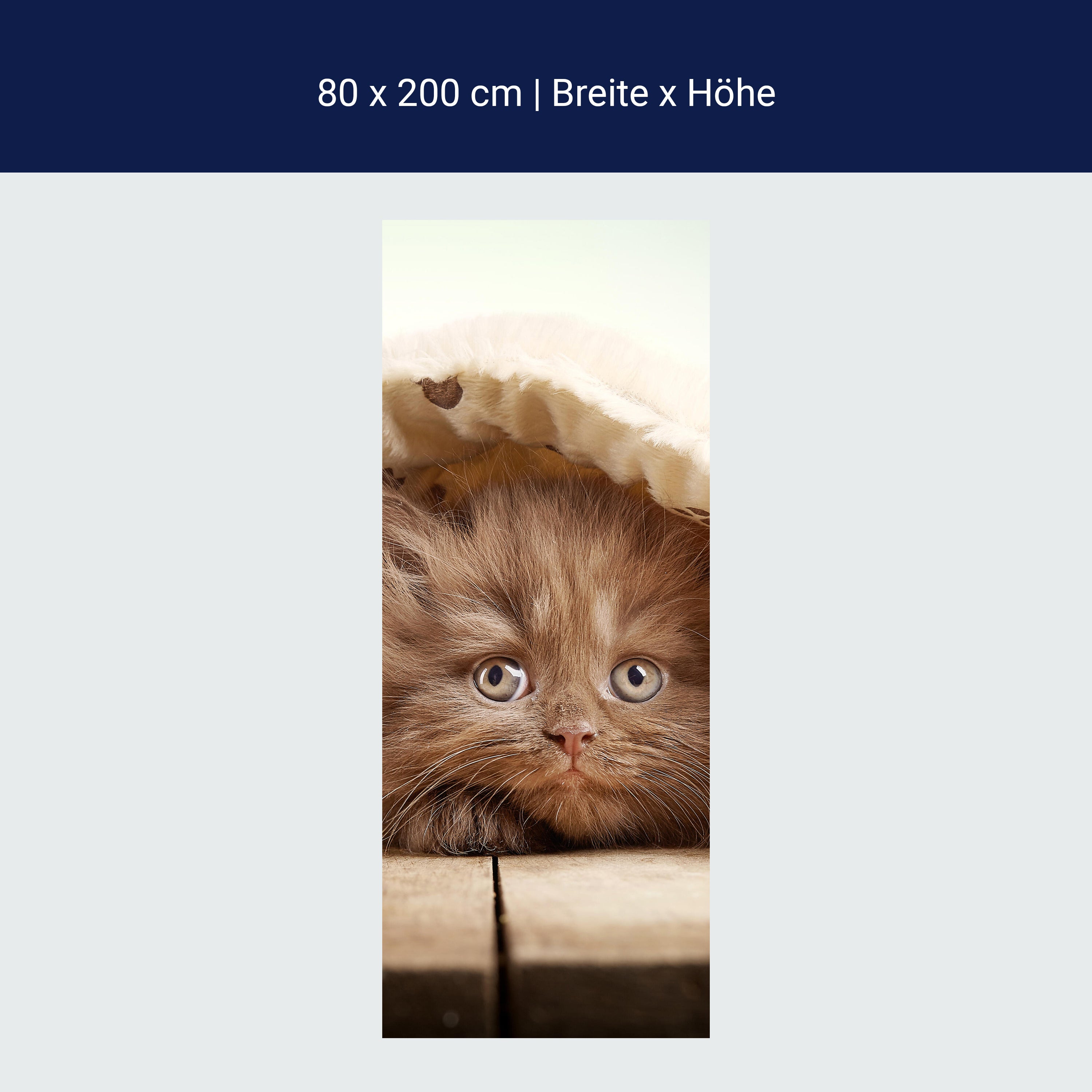 Türtapete Braunes britisches langhaariges Kätzchen M1023 Türtapete Braunes britisches langhaariges Kätzchen M1023