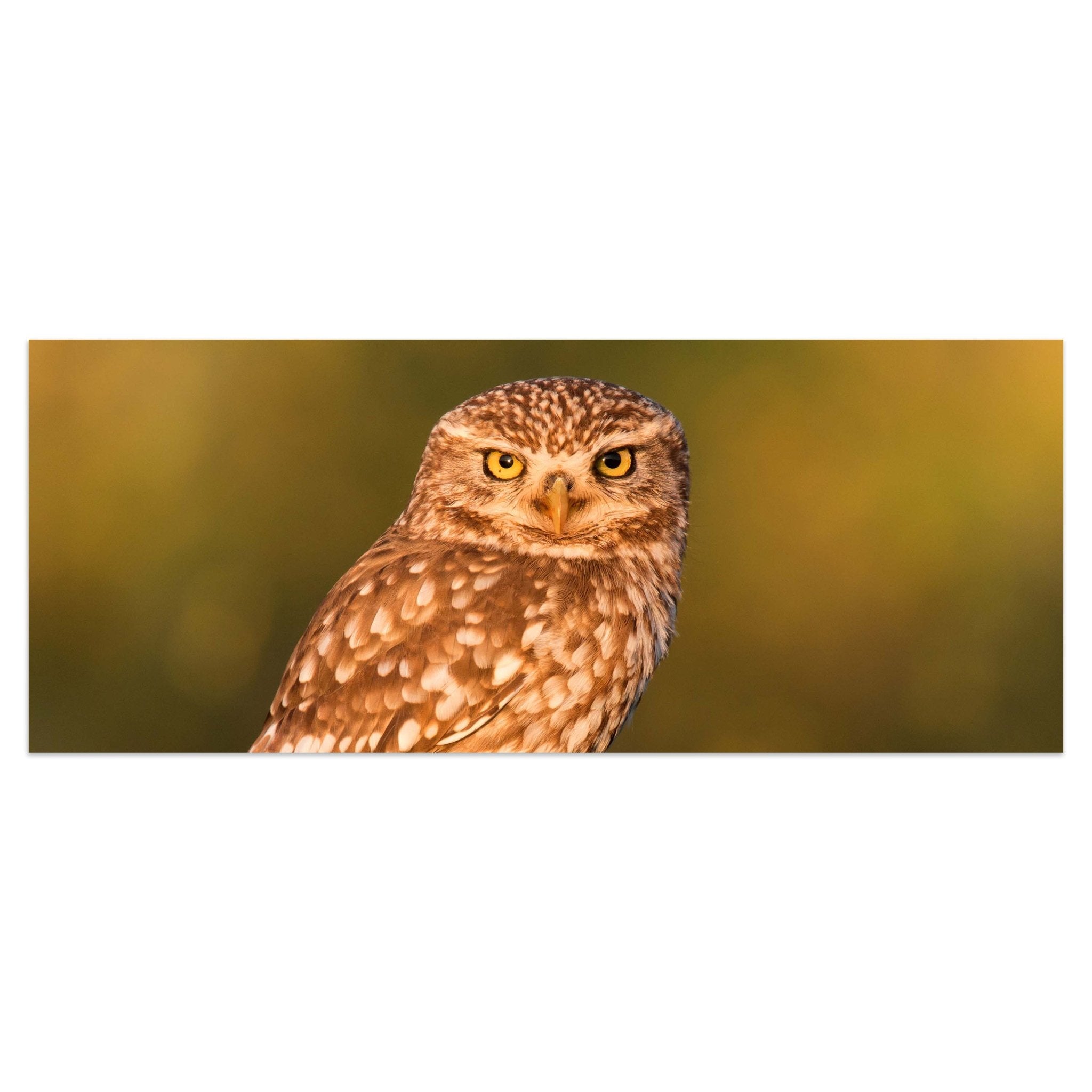 Leinwandbild Kleine Eule auf einem Baumstamm M1026 kaufen - Bild 1 Leinwandbild Kleine Eule auf einem Baumstamm M1026 kaufen - Bild 1