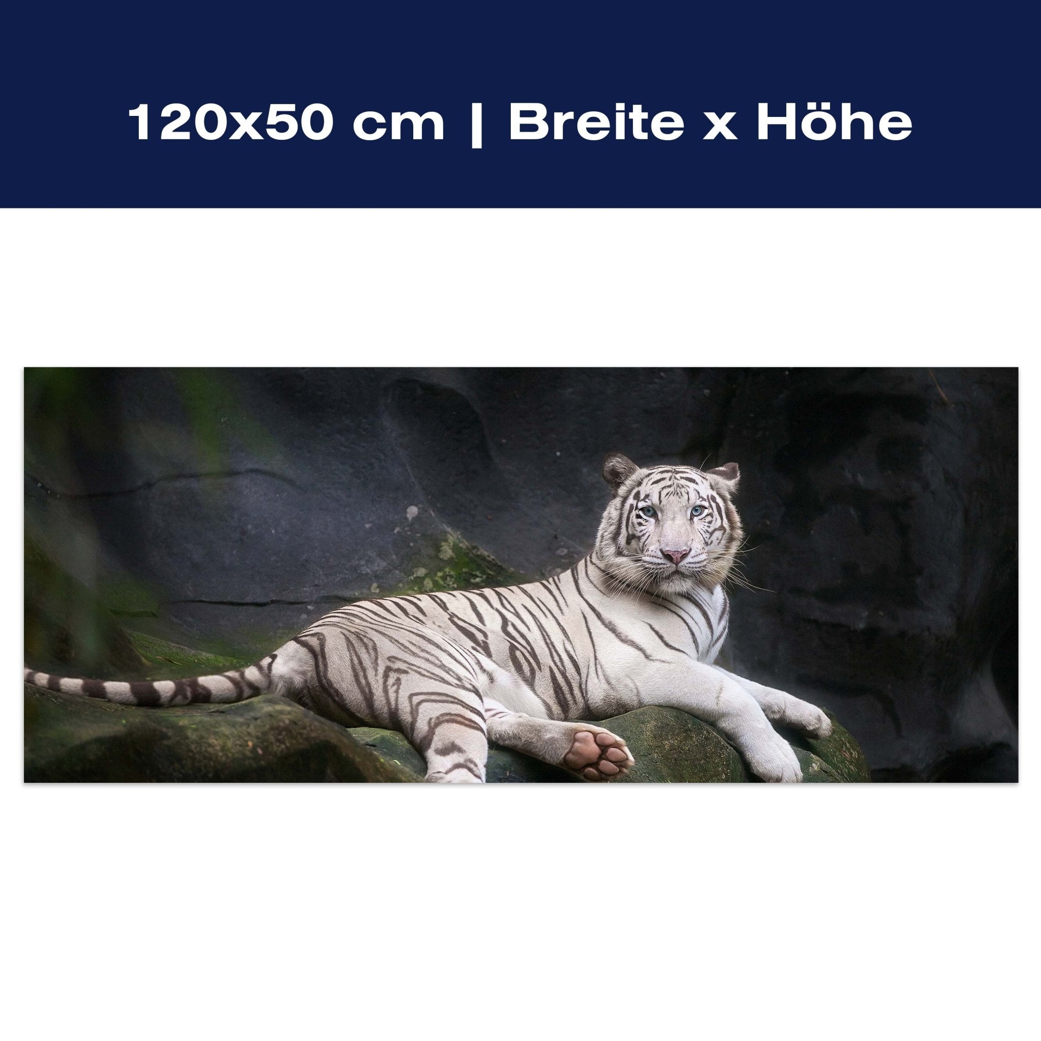 Leinwandbild Weißer Tiger sitzt in der Höhle M1027 Leinwandbild Weißer Tiger sitzt in der Höhle M1027