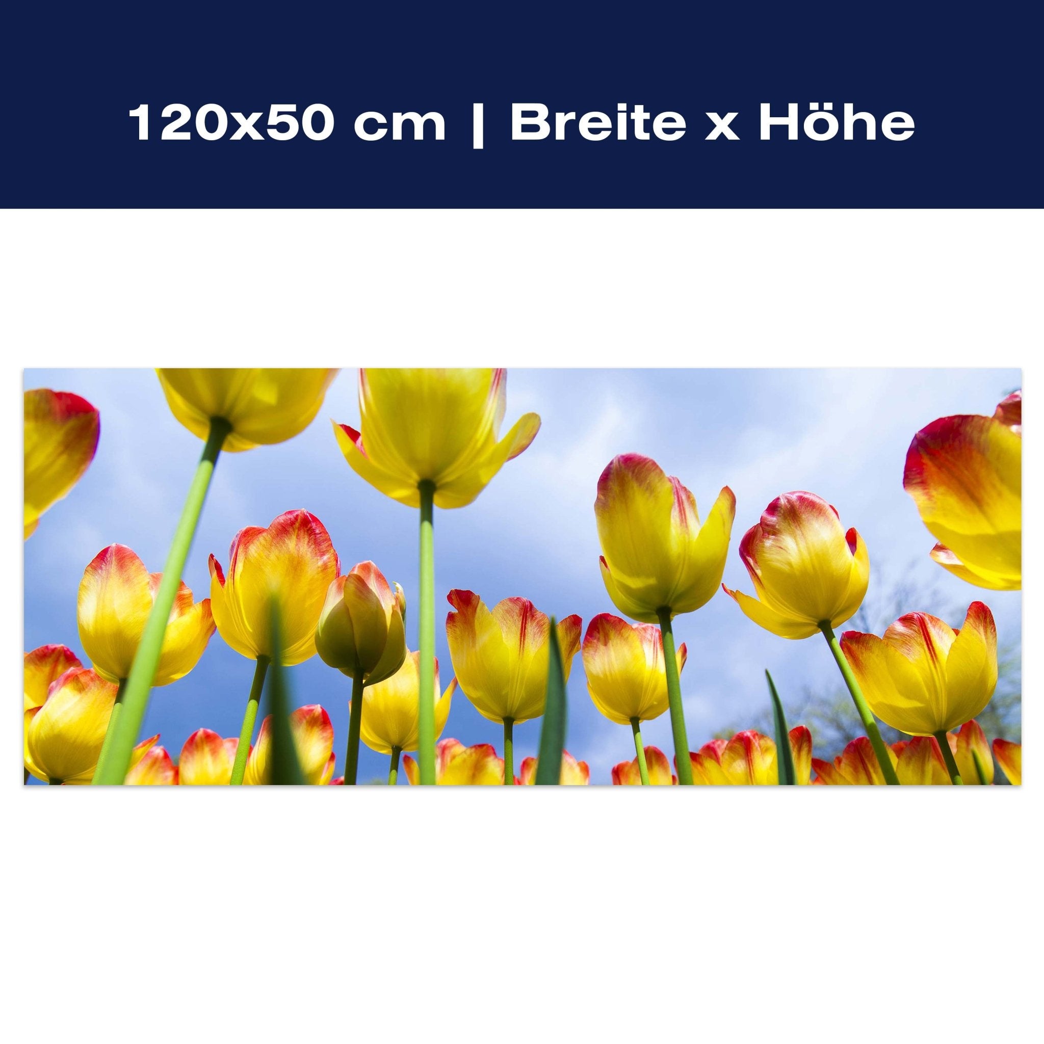 Leinwandbild Tulpen M1029 Leinwandbild Tulpen M1029