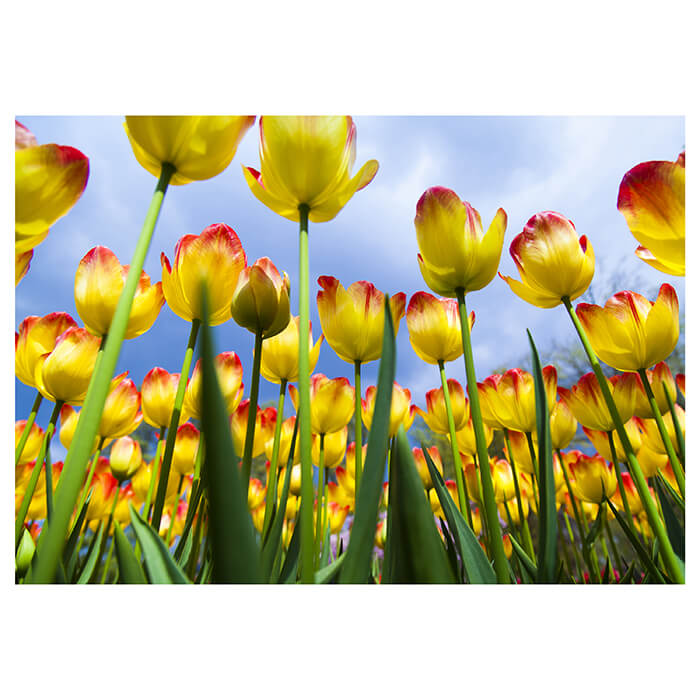 Fototapete Tulpen 2 M1029 - Bild 2 Fototapete Tulpen 2 M1029 - Bild 2
