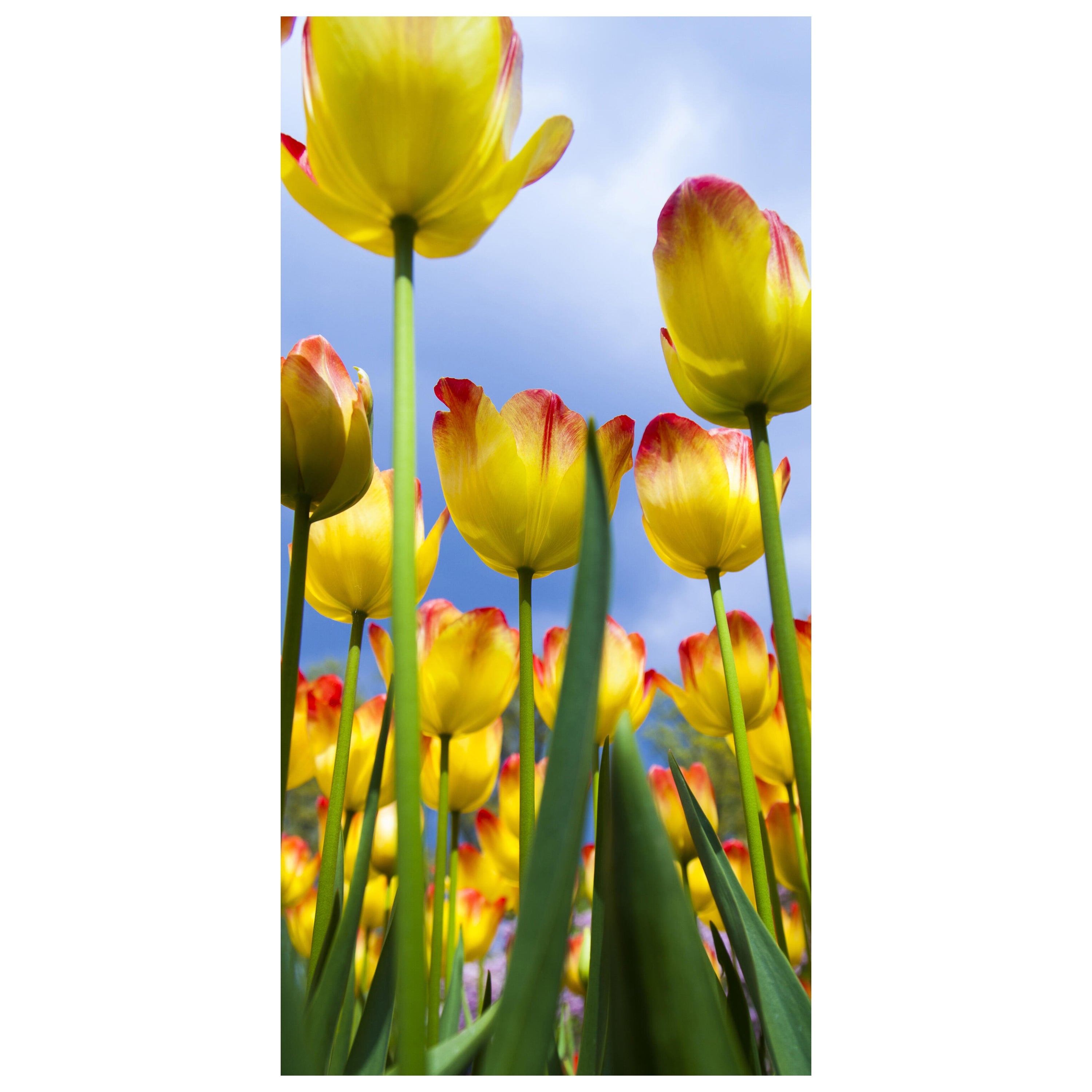 Türtapete Tulpen M1029 - Bild 2 Türtapete Tulpen M1029 - Bild 2