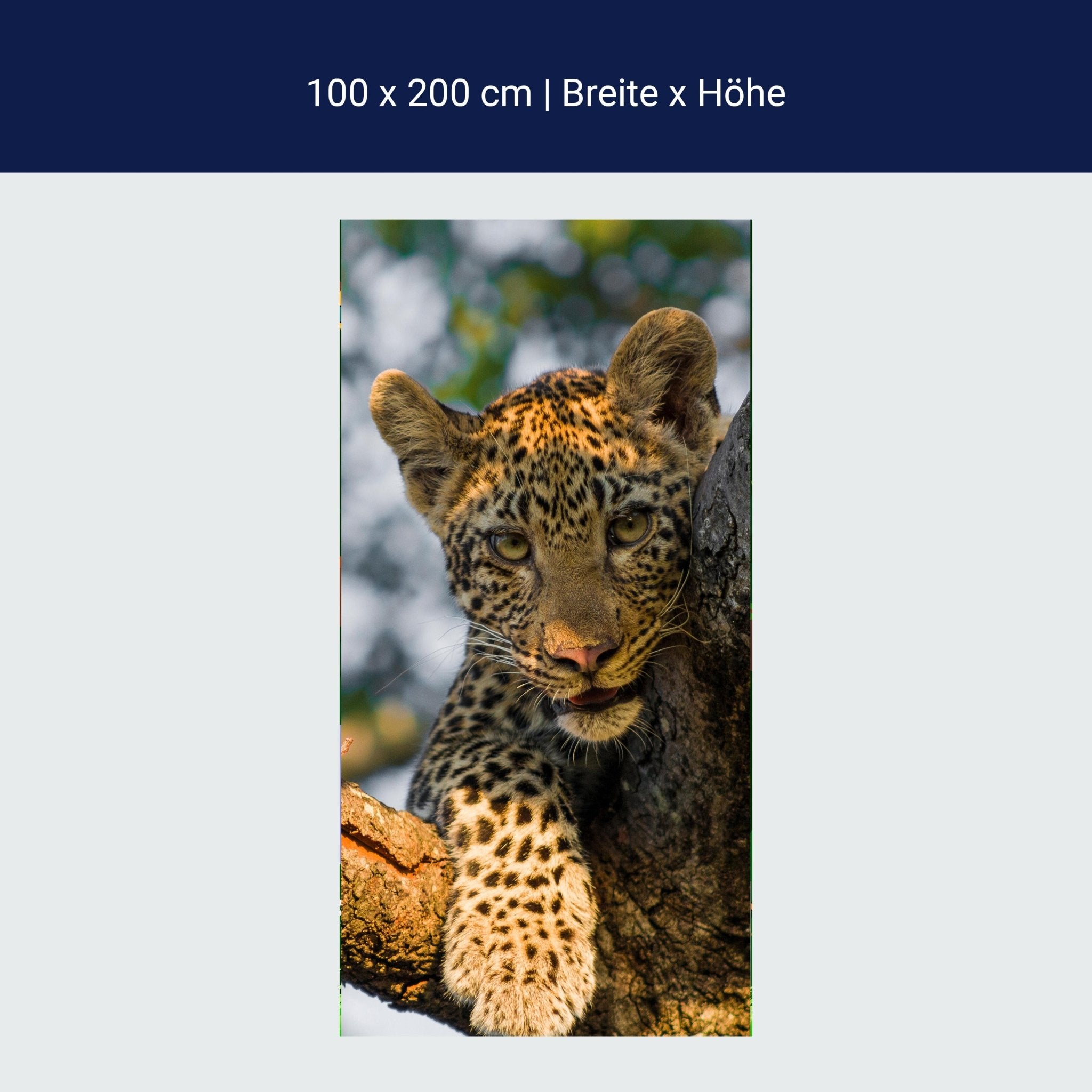 Türtapete Leopard in Südafrika M1032 Türtapete Leopard in Südafrika M1032