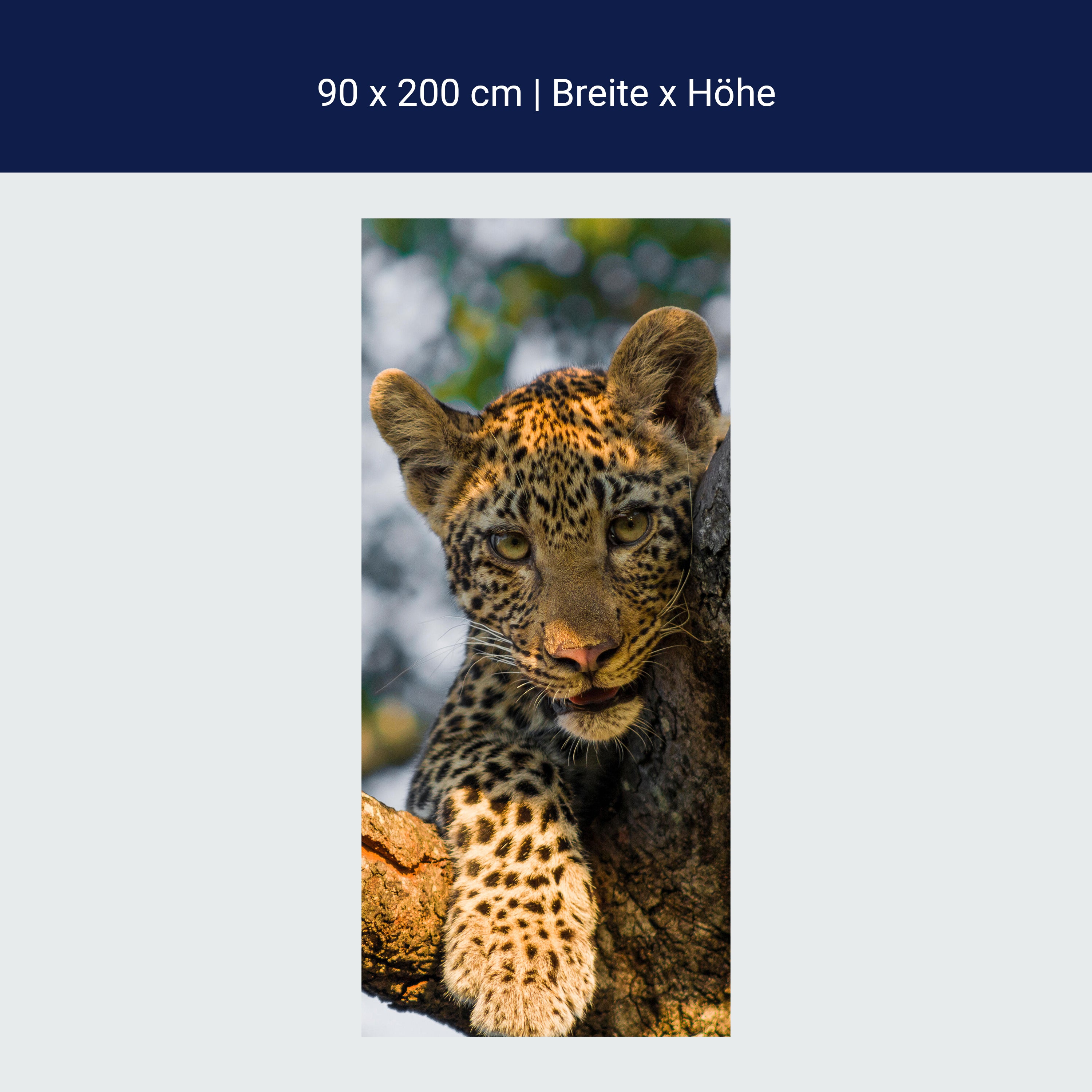 Türtapete Leopard in Südafrika M1032 Türtapete Leopard in Südafrika M1032