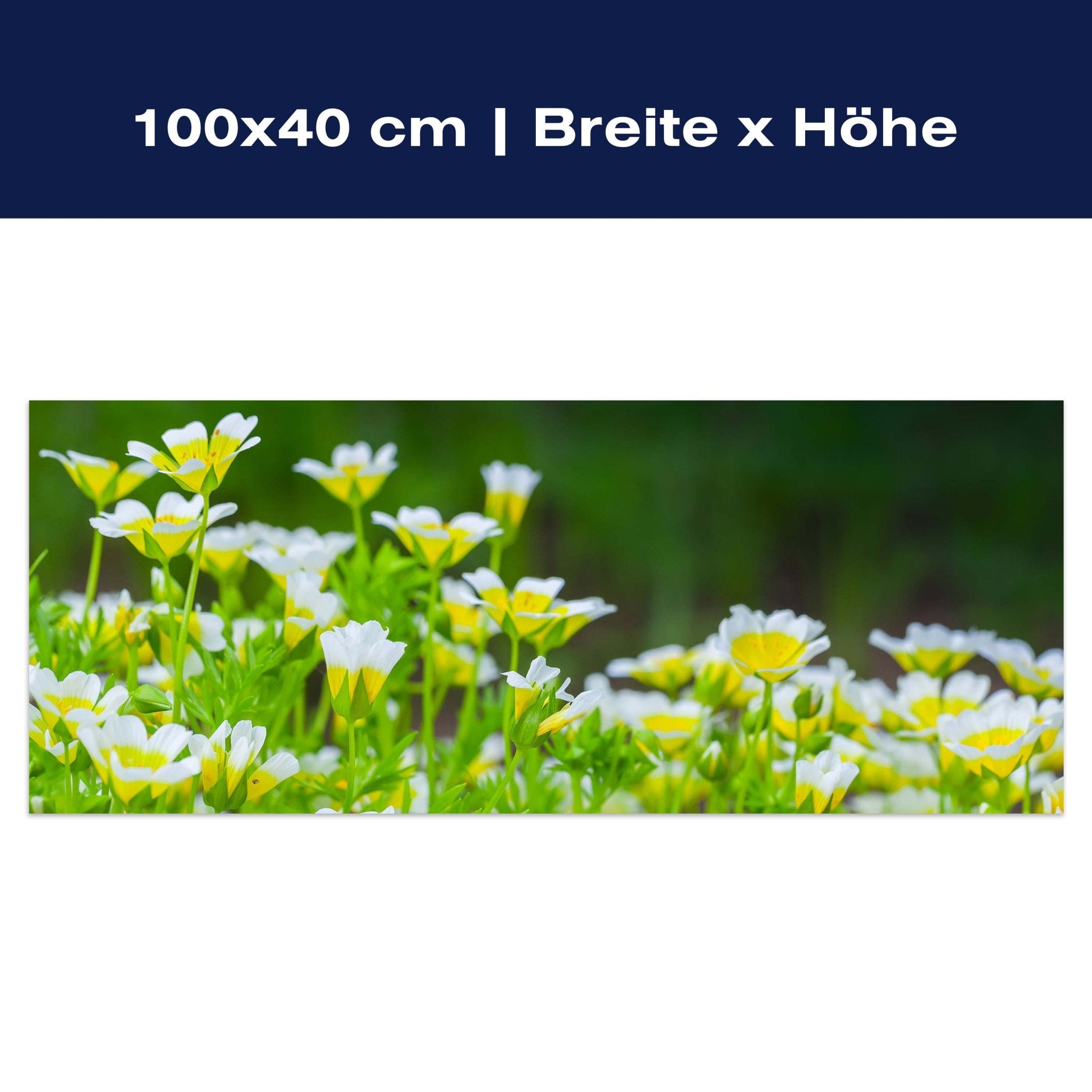 Leinwandbild Blumen, die im Sommergarten wachsen M1039 Leinwandbild Blumen, die im Sommergarten wachsen M1039