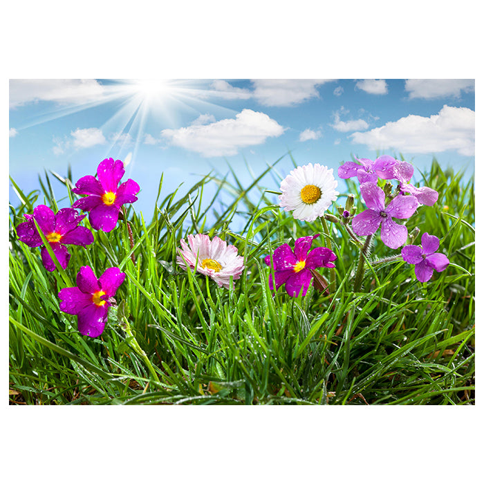 Fototapete Blühende Wiese unter blauem Himmel M1044 - Bild 2 Fototapete Blühende Wiese unter blauem Himmel M1044 - Bild 2