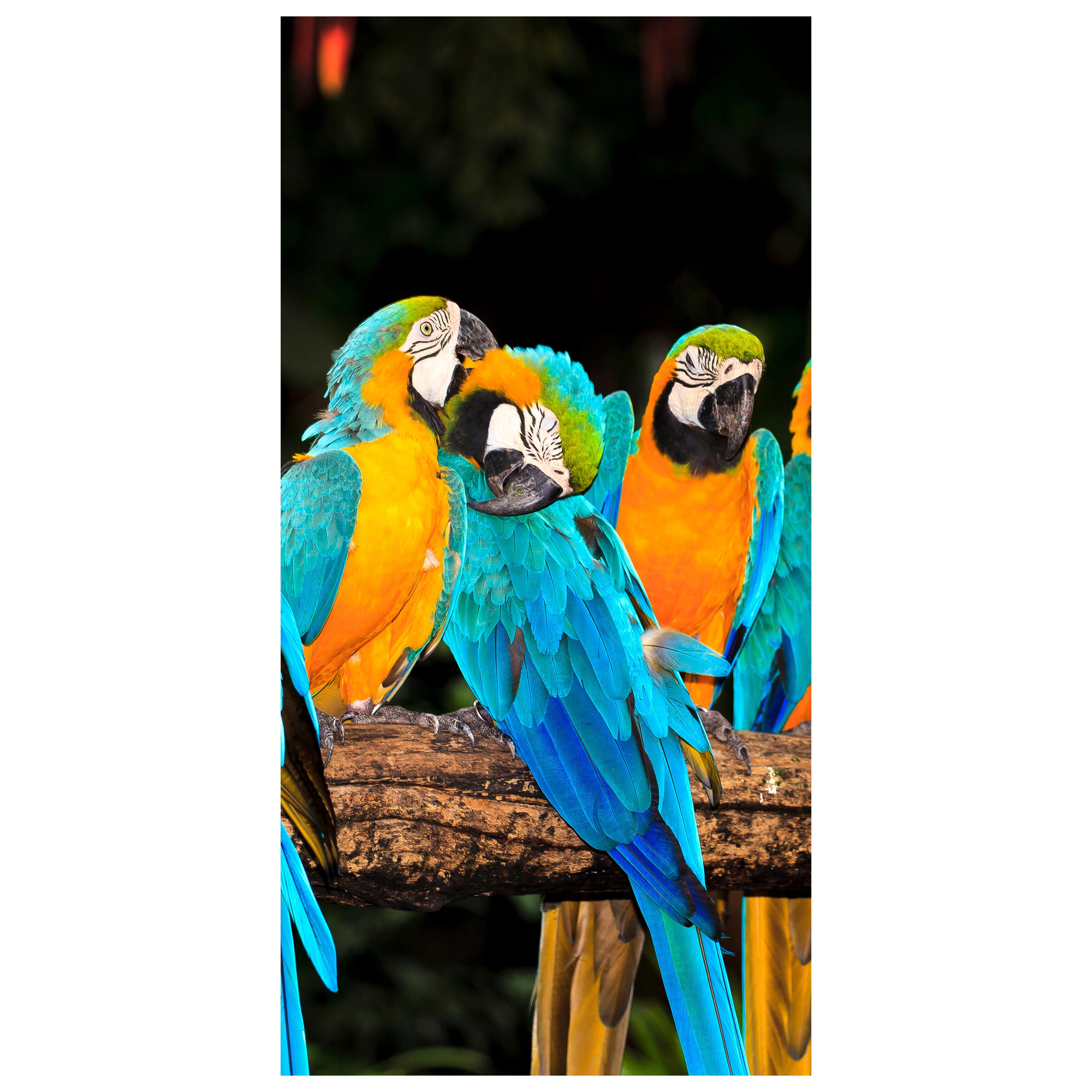 Türtapete Aras M1047 - Bild 2 Türtapete Aras M1047 - Bild 2