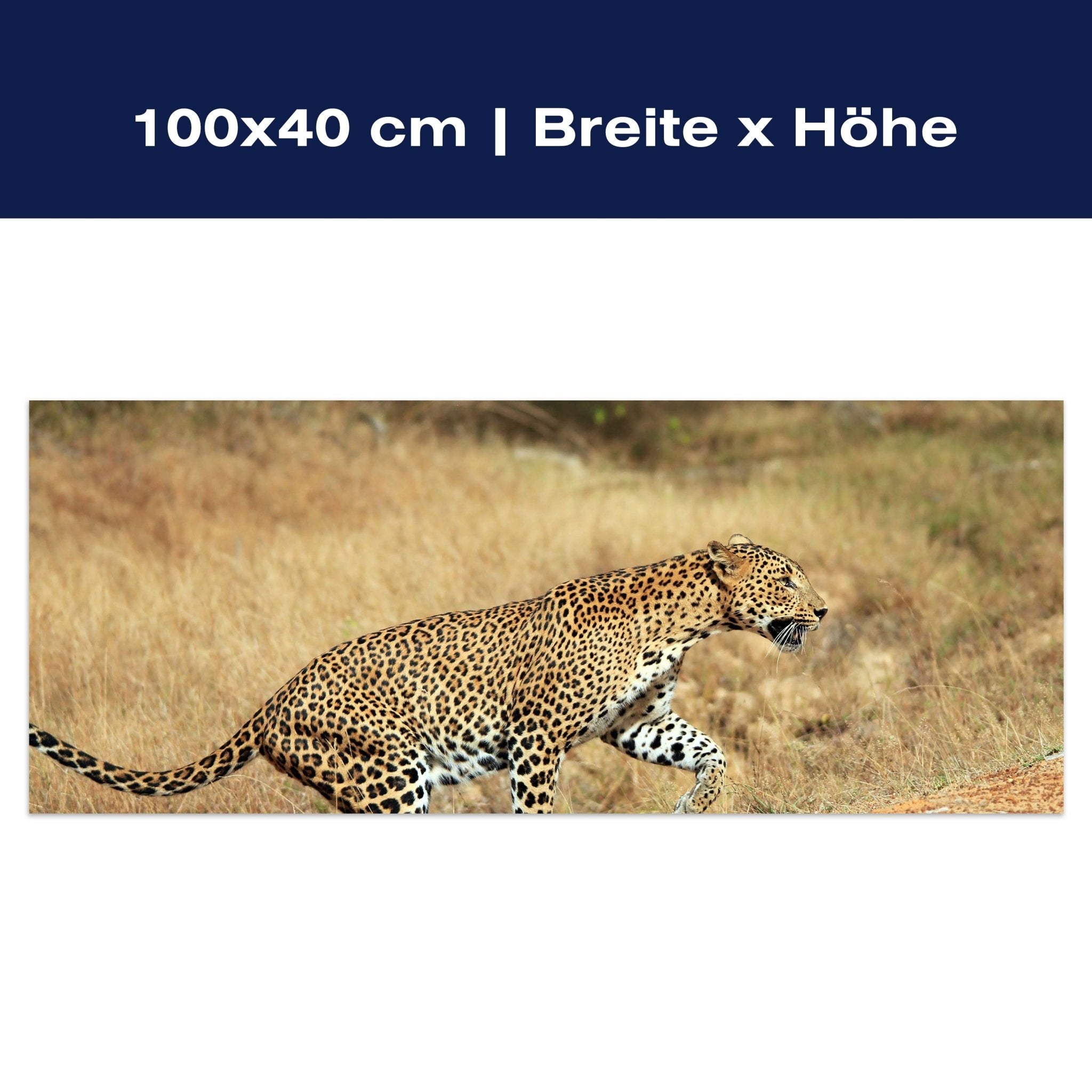 Leinwandbild Sri-Lankischer Leopard M1058 Leinwandbild Sri-Lankischer Leopard M1058