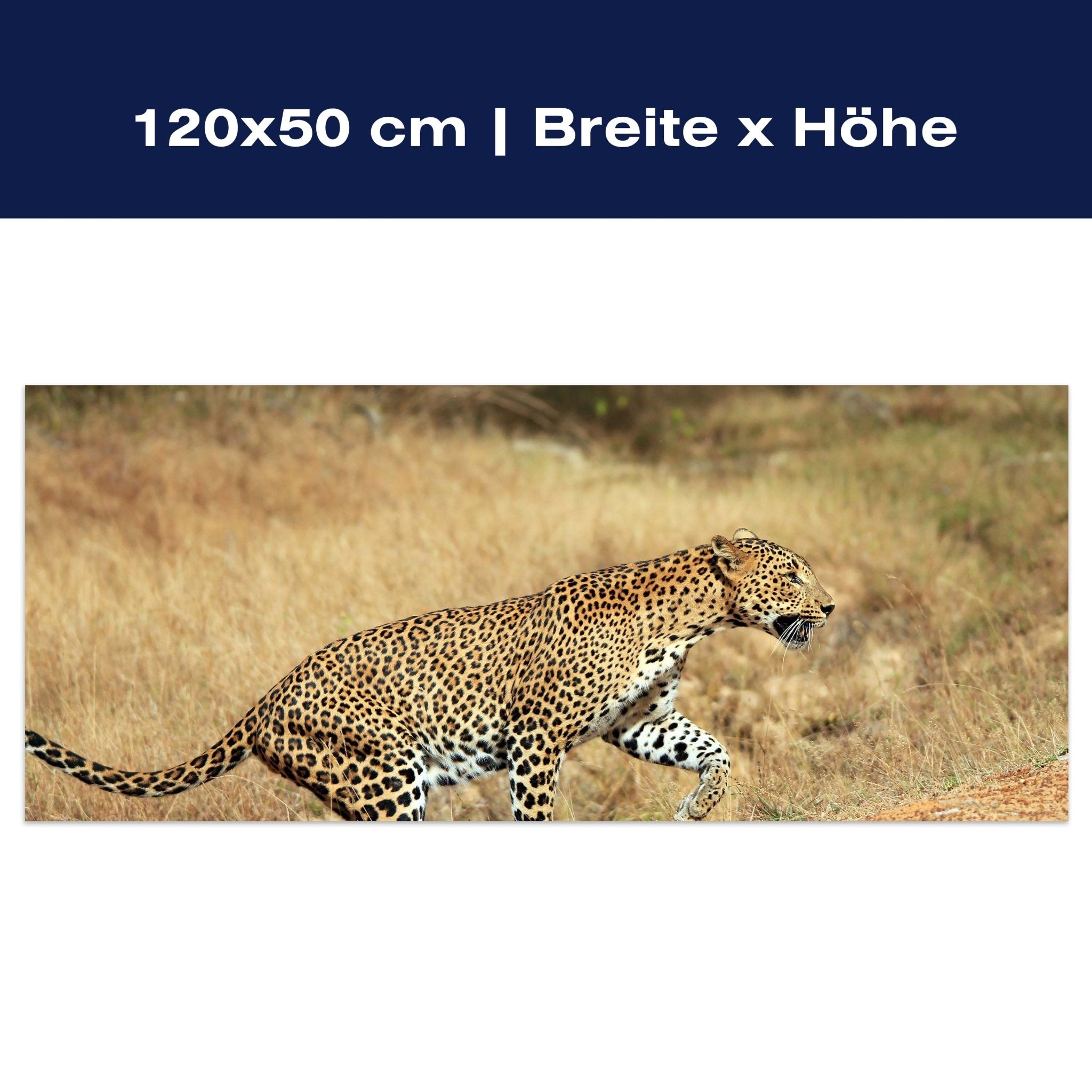 Leinwandbild Sri-Lankischer Leopard M1058 Leinwandbild Sri-Lankischer Leopard M1058