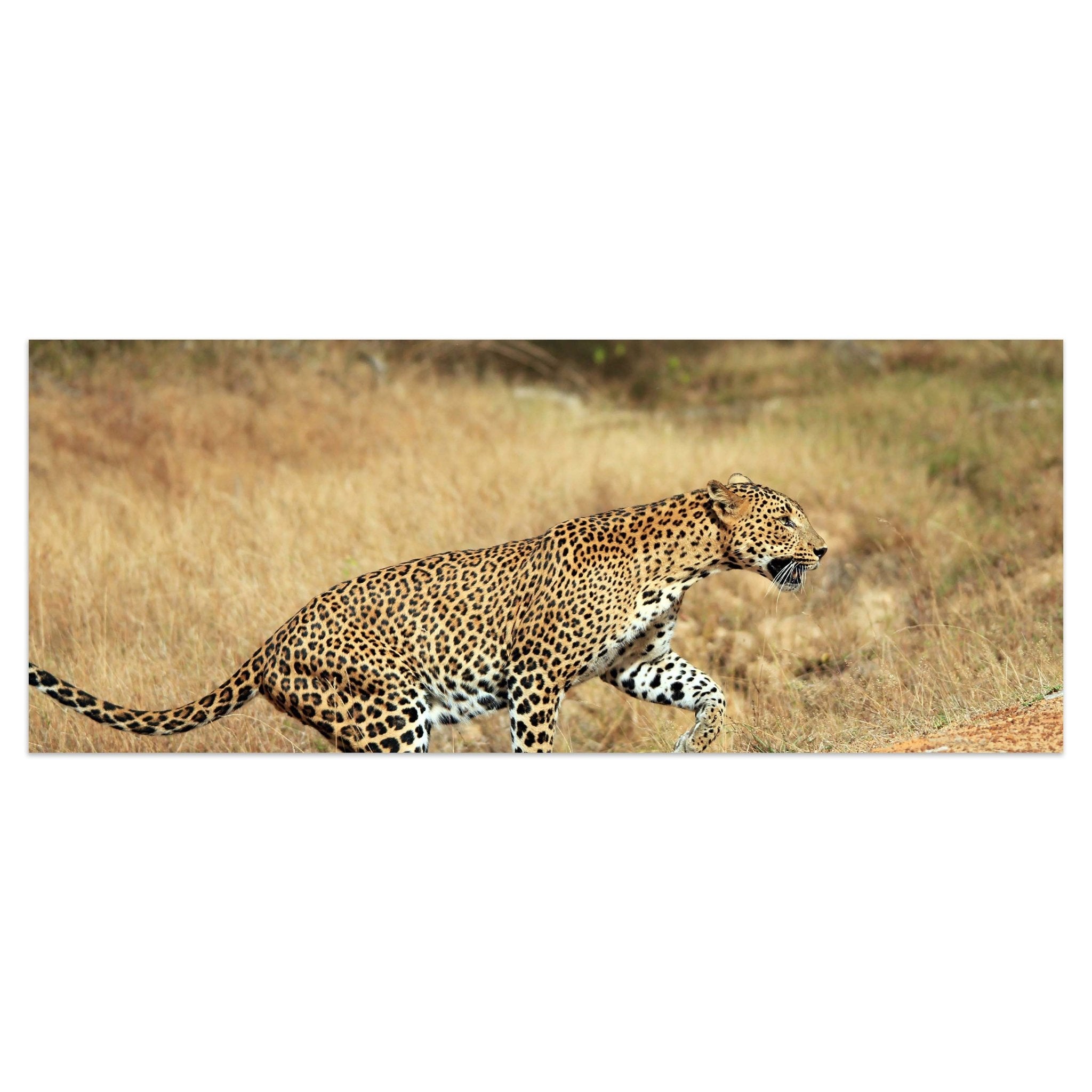 Leinwandbild Sri-Lankischer Leopard M1058 kaufen - Bild 1 Leinwandbild Sri-Lankischer Leopard M1058 kaufen - Bild 1