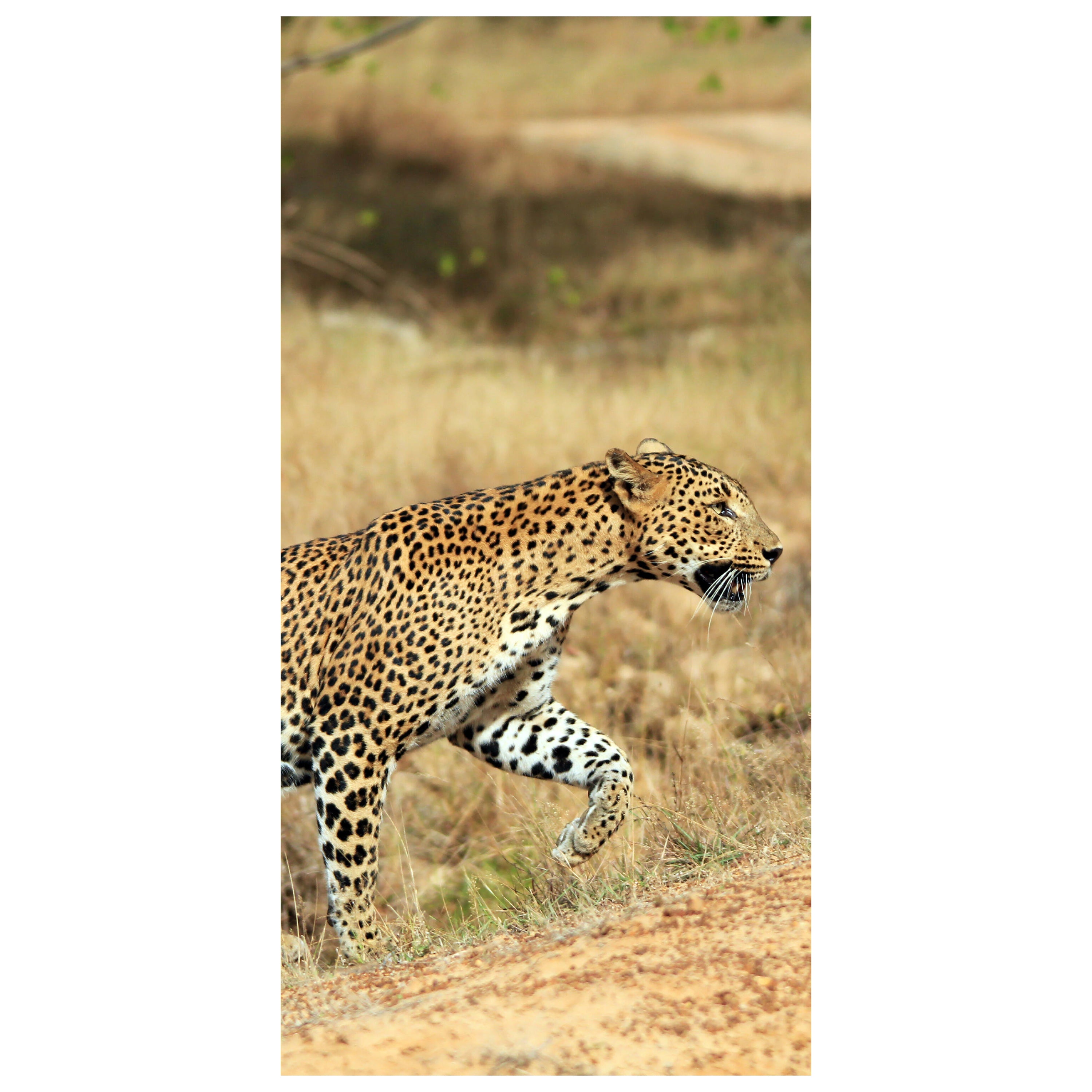 Türtapete Sri-Lankischer Leopard M1058 - Bild 2 Türtapete Sri-Lankischer Leopard M1058 - Bild 2