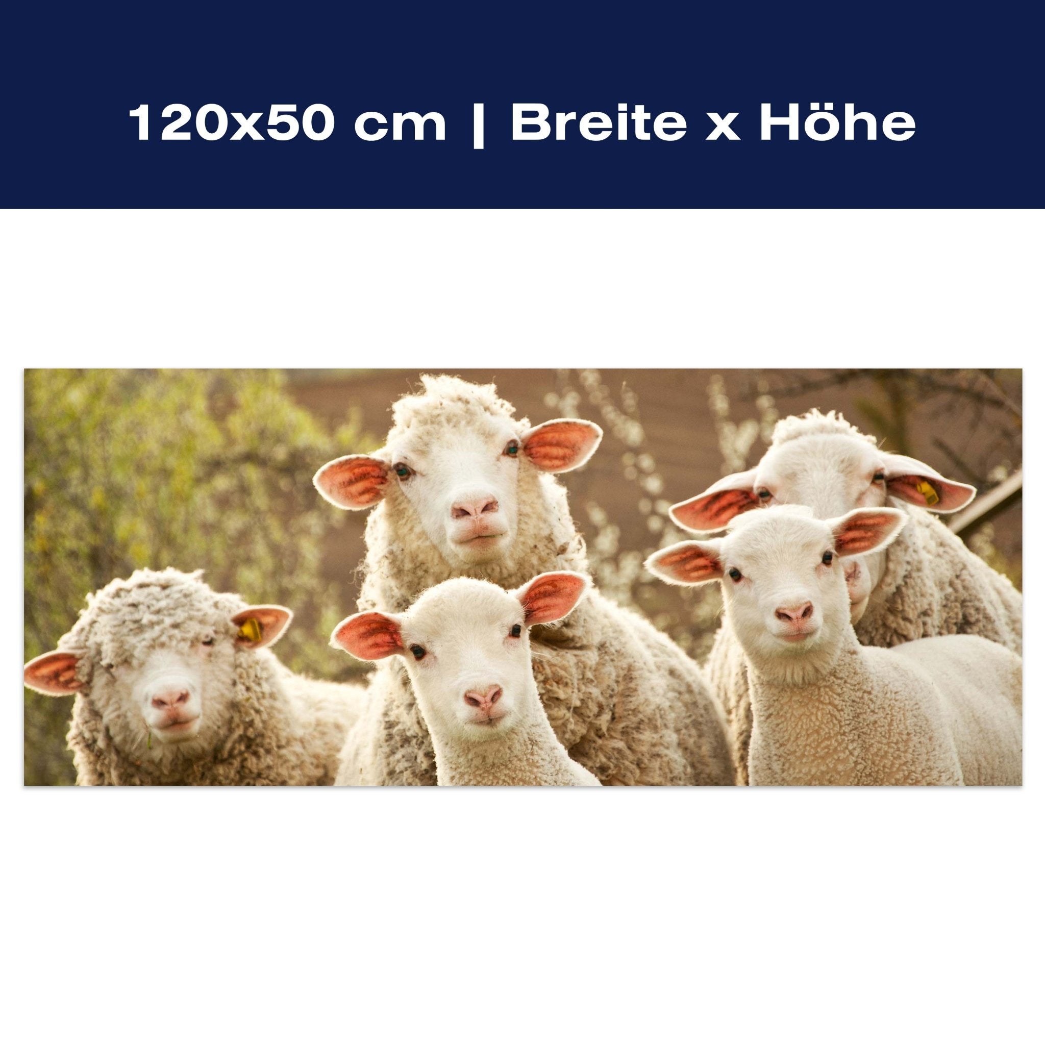 Leinwandbild Schaf, Tiere, Lämmer, Feld M1109 Leinwandbild Schaf, Tiere, Lämmer, Feld M1109