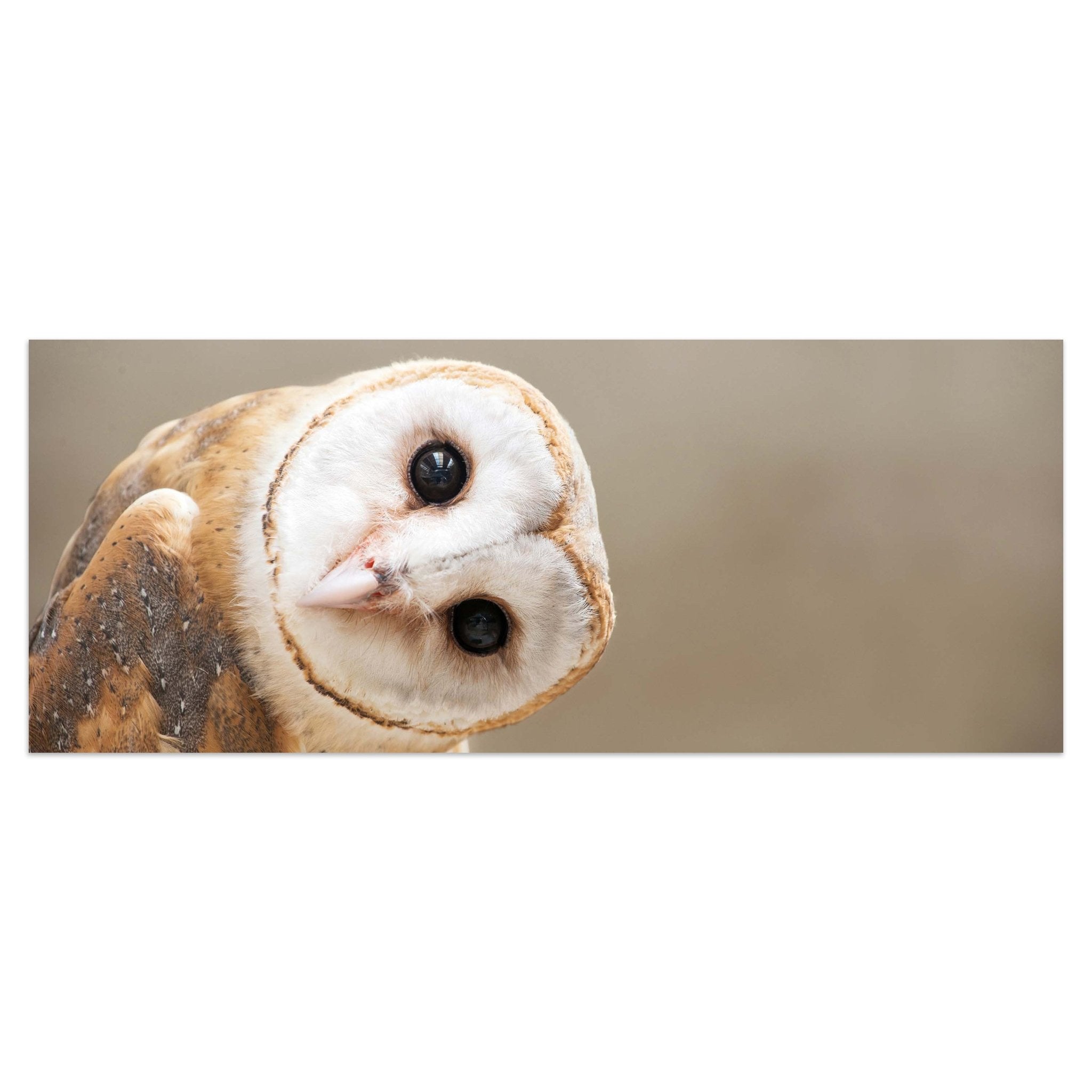 Leinwandbild Eule, Kauz, Tier, Vogel M1112 kaufen - Bild 1 Leinwandbild Eule, Kauz, Tier, Vogel M1112 kaufen - Bild 1