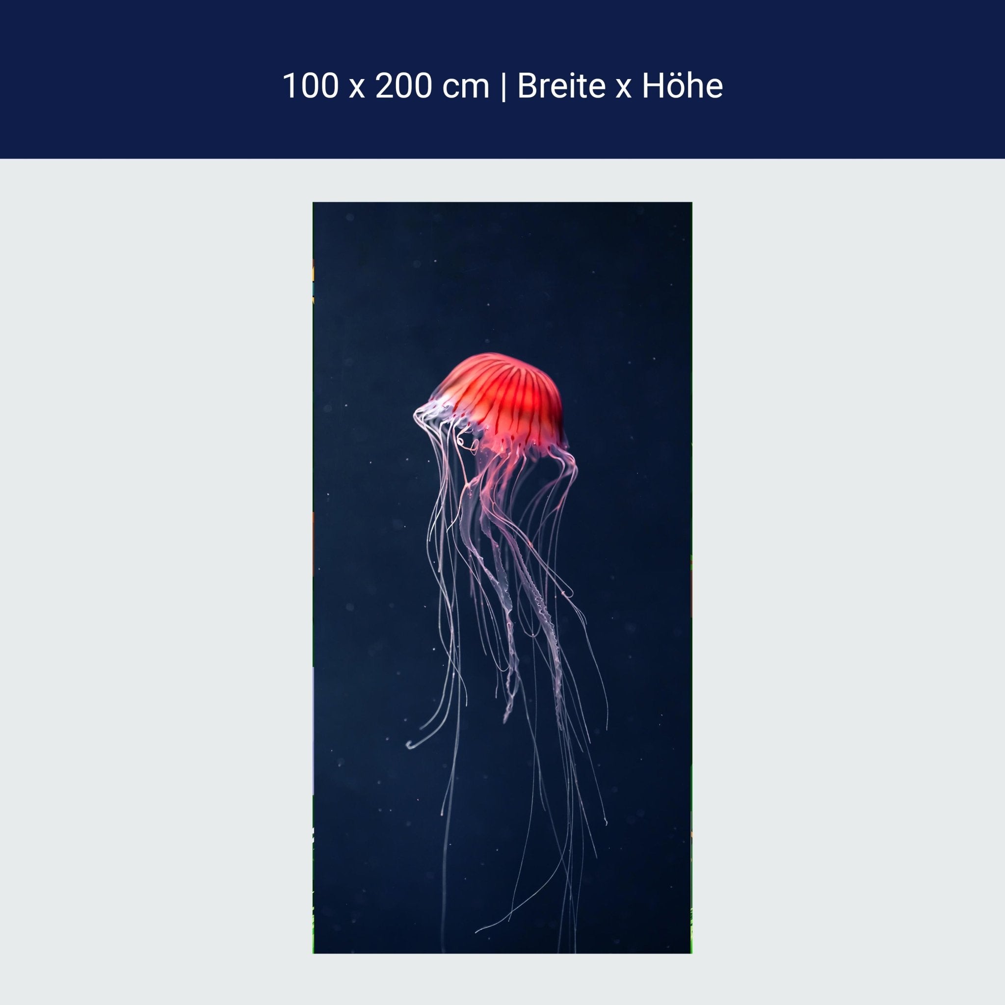 Türtapete Rote Qualle im Meer, Dunkelheit, Tier M1121 Türtapete Rote Qualle im Meer, Dunkelheit, Tier M1121